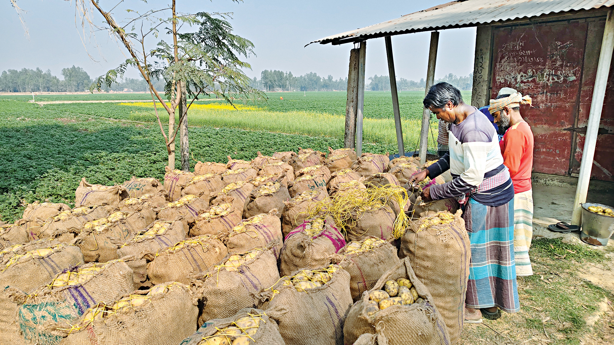 Incentive fails to reach potato farmers hit by throwaway prices
