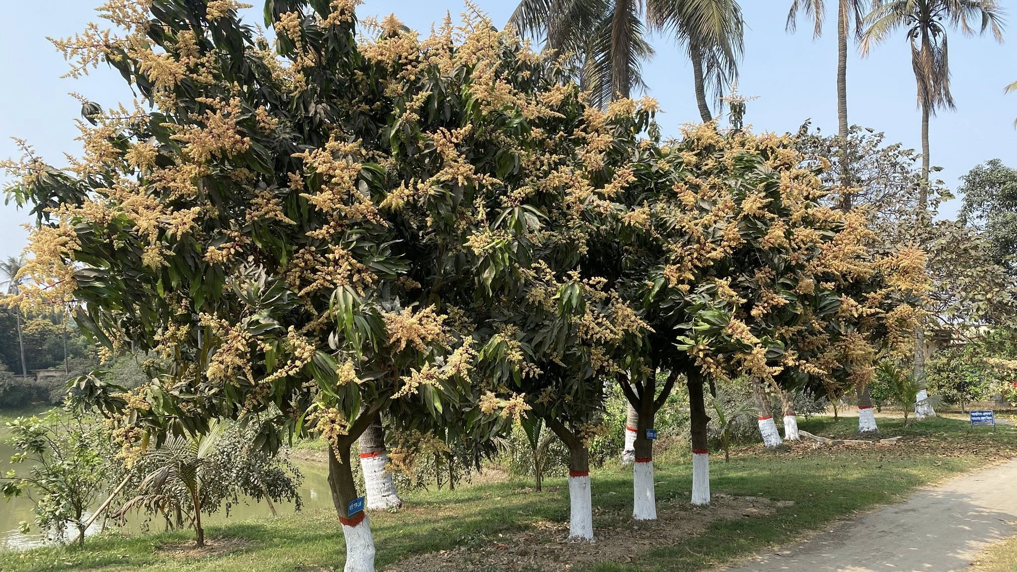 Abundant blossoms raise hopes for a bumper mango harvest in Rajshahi