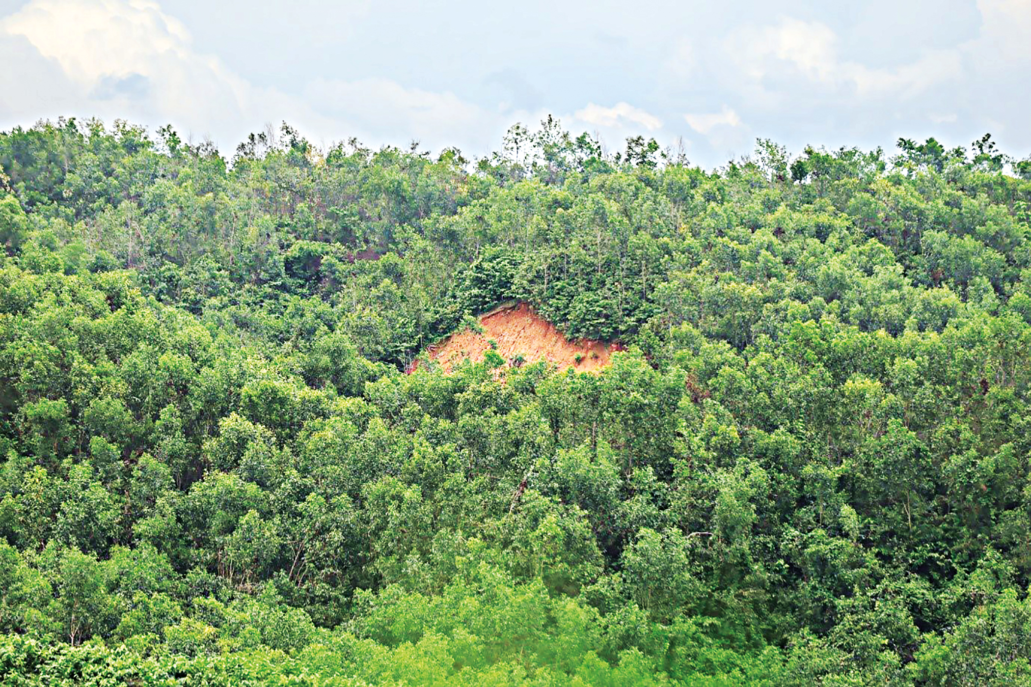 Beyond Acacia and Eucalyptus: Rethinking forest restoration in Bangladesh