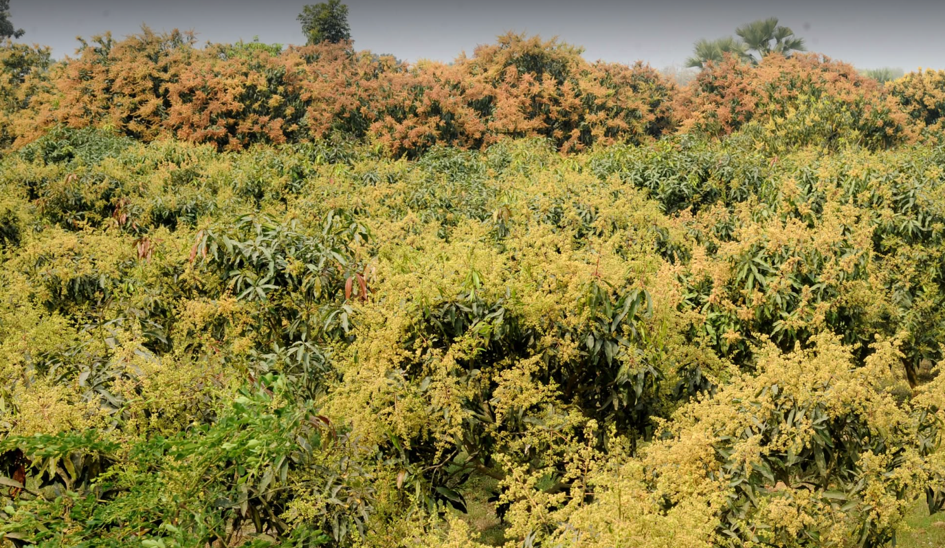 Mango blossoms: Perfume of the season