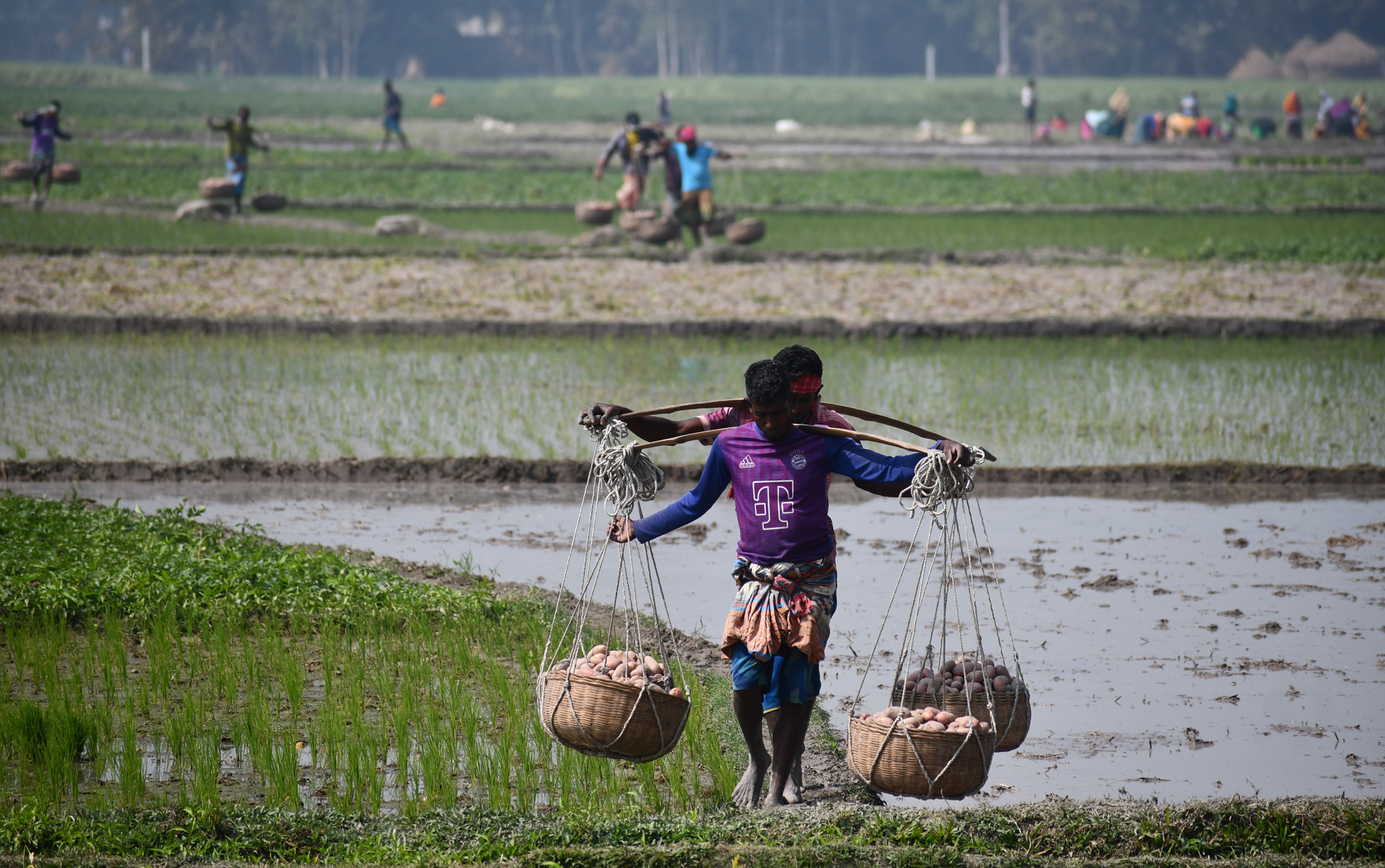 Loan waiver alone won’t protect potato farmers