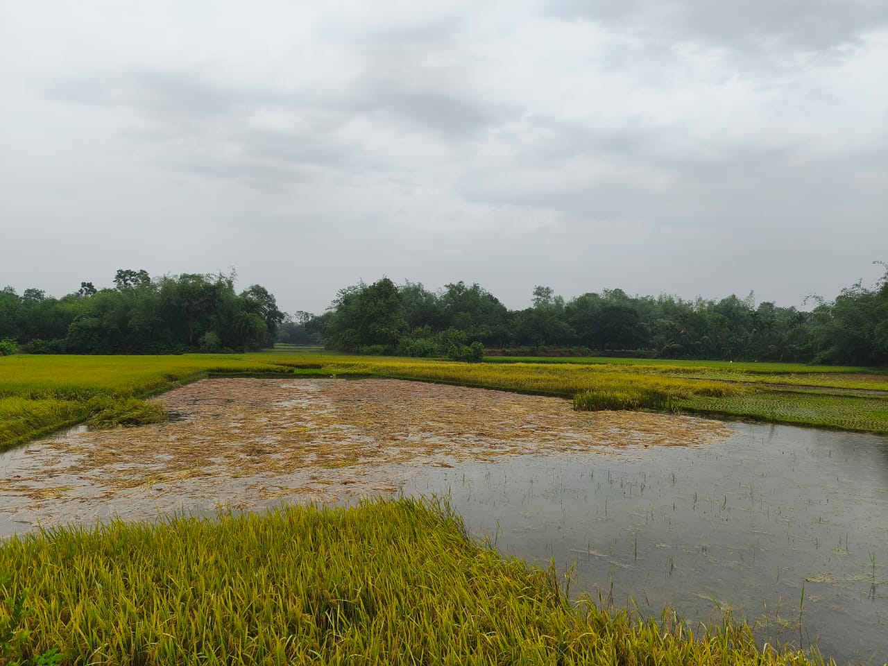 Rain, storms damage Boro paddy on 300 hectares in Gazipur