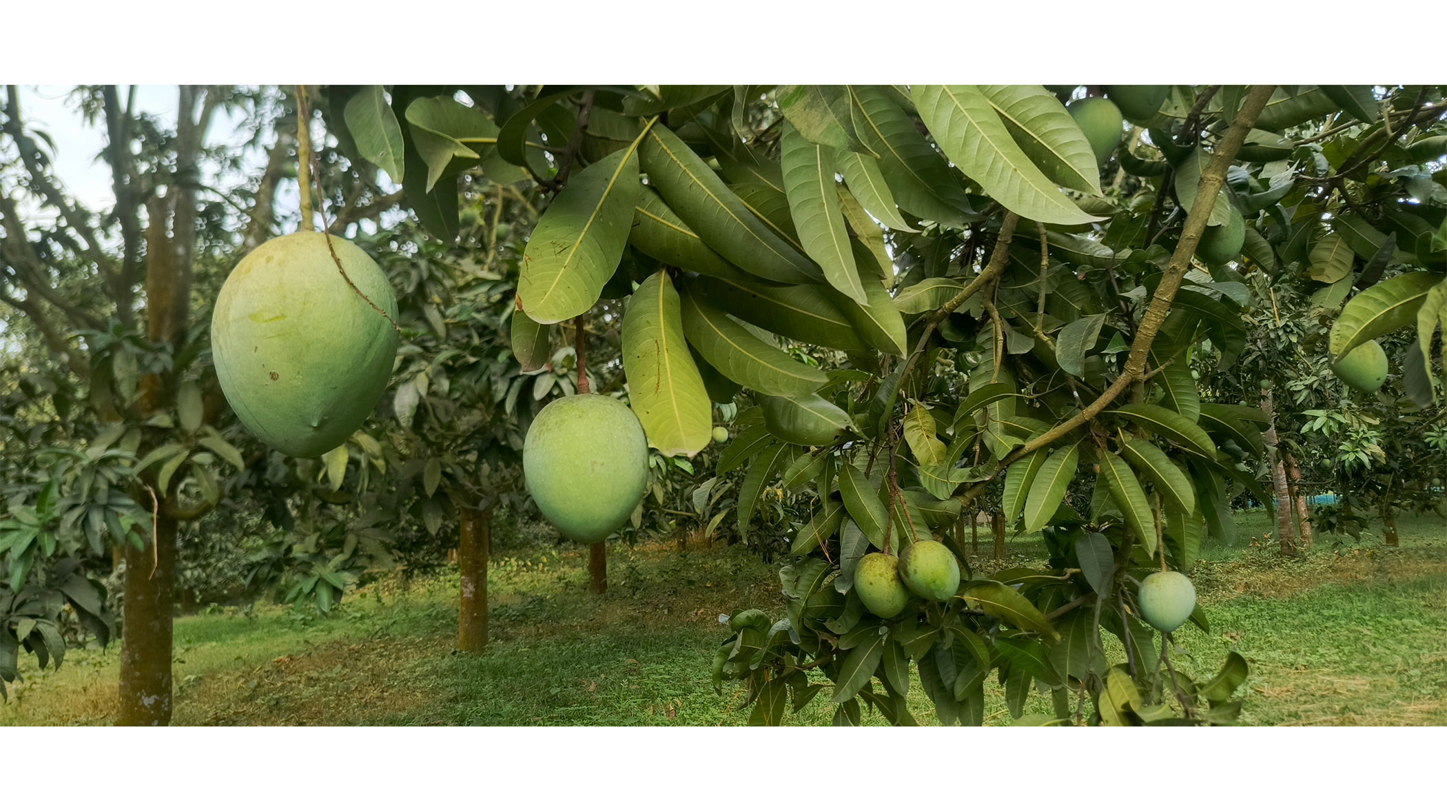Haribhanga mango orchards eye bumper yield