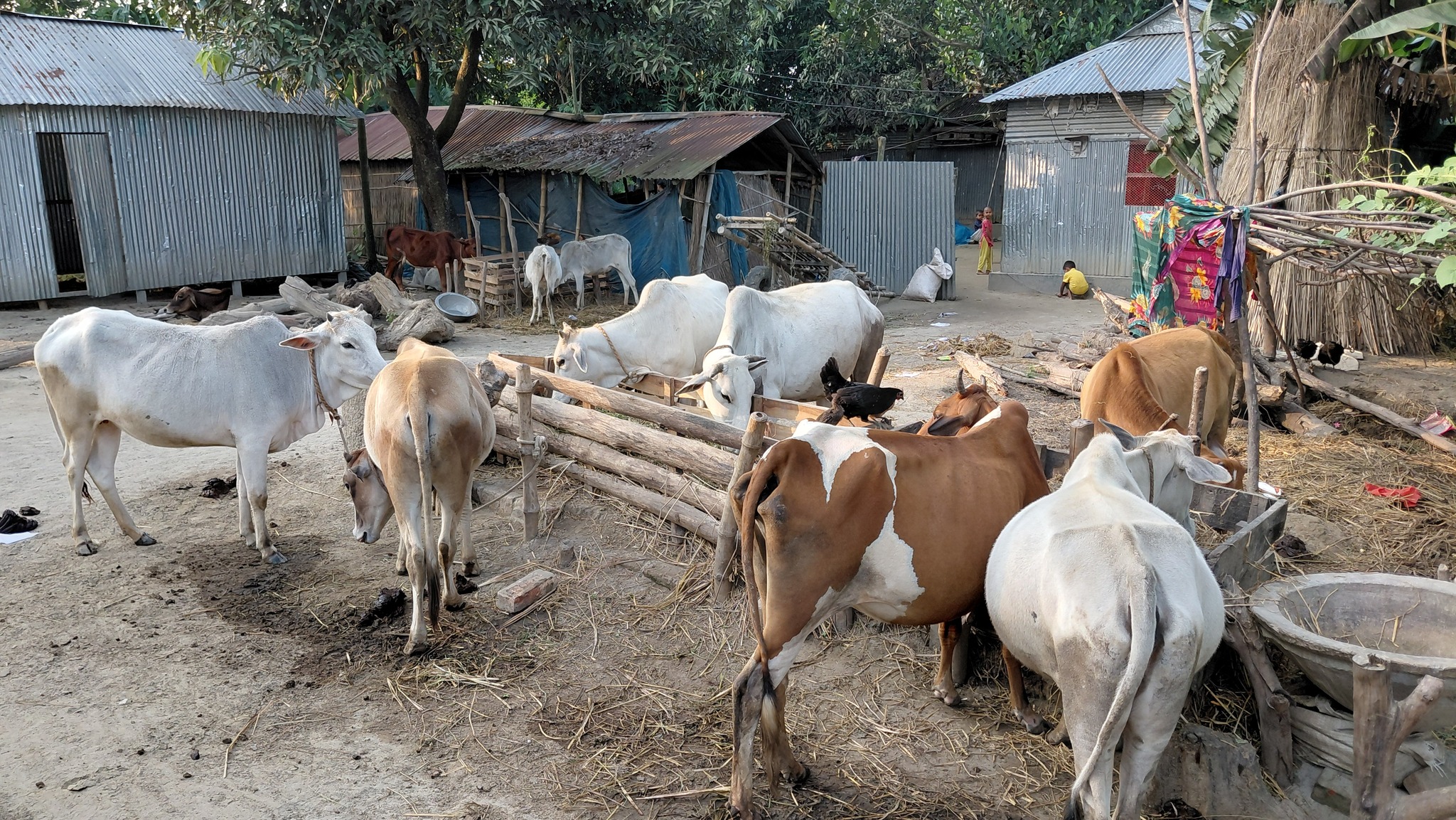 Cattle farmers expect better prices ahead of this year's Eid-ul-Azha