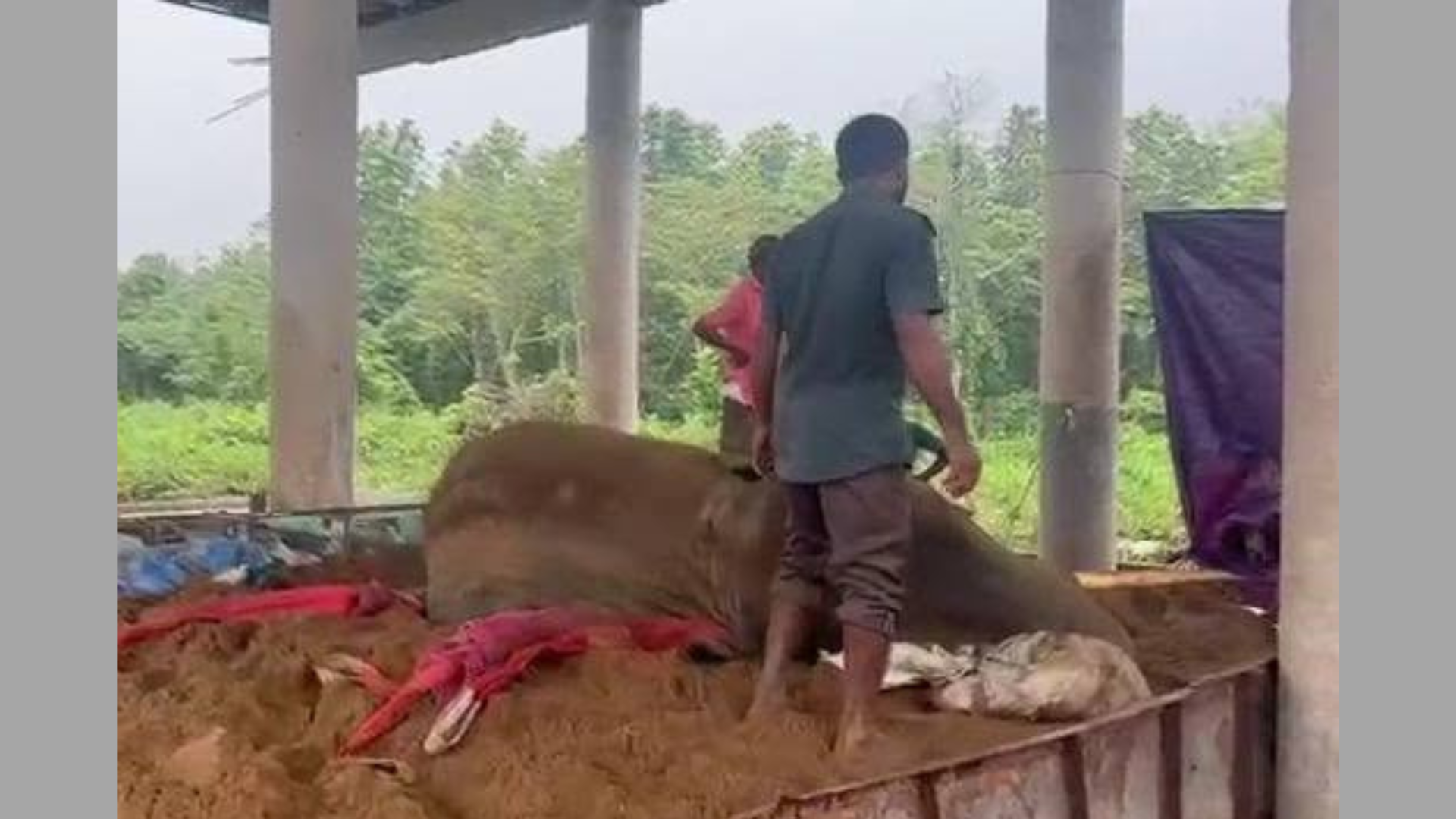 Gazipur Safari Park elephant in critical condition after attack in enclosure