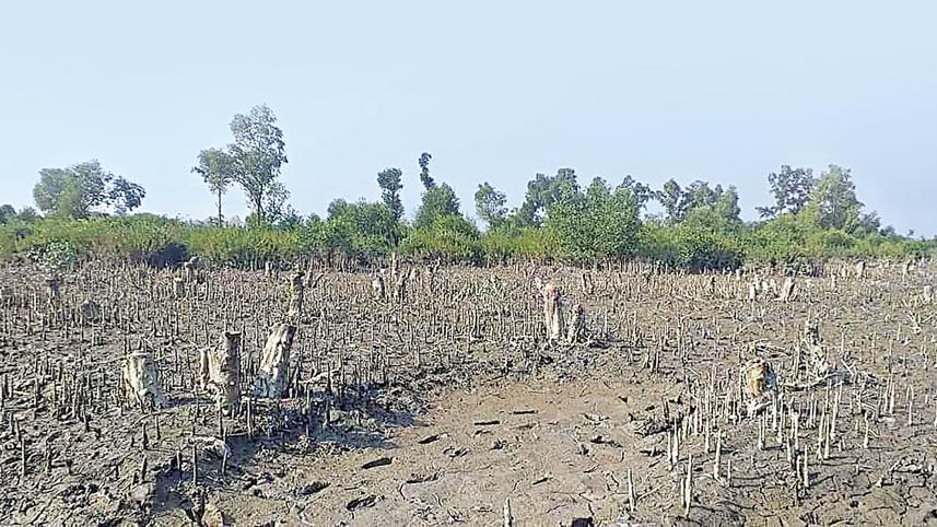 HC issues rule over protection of Chakaria Sundarbans