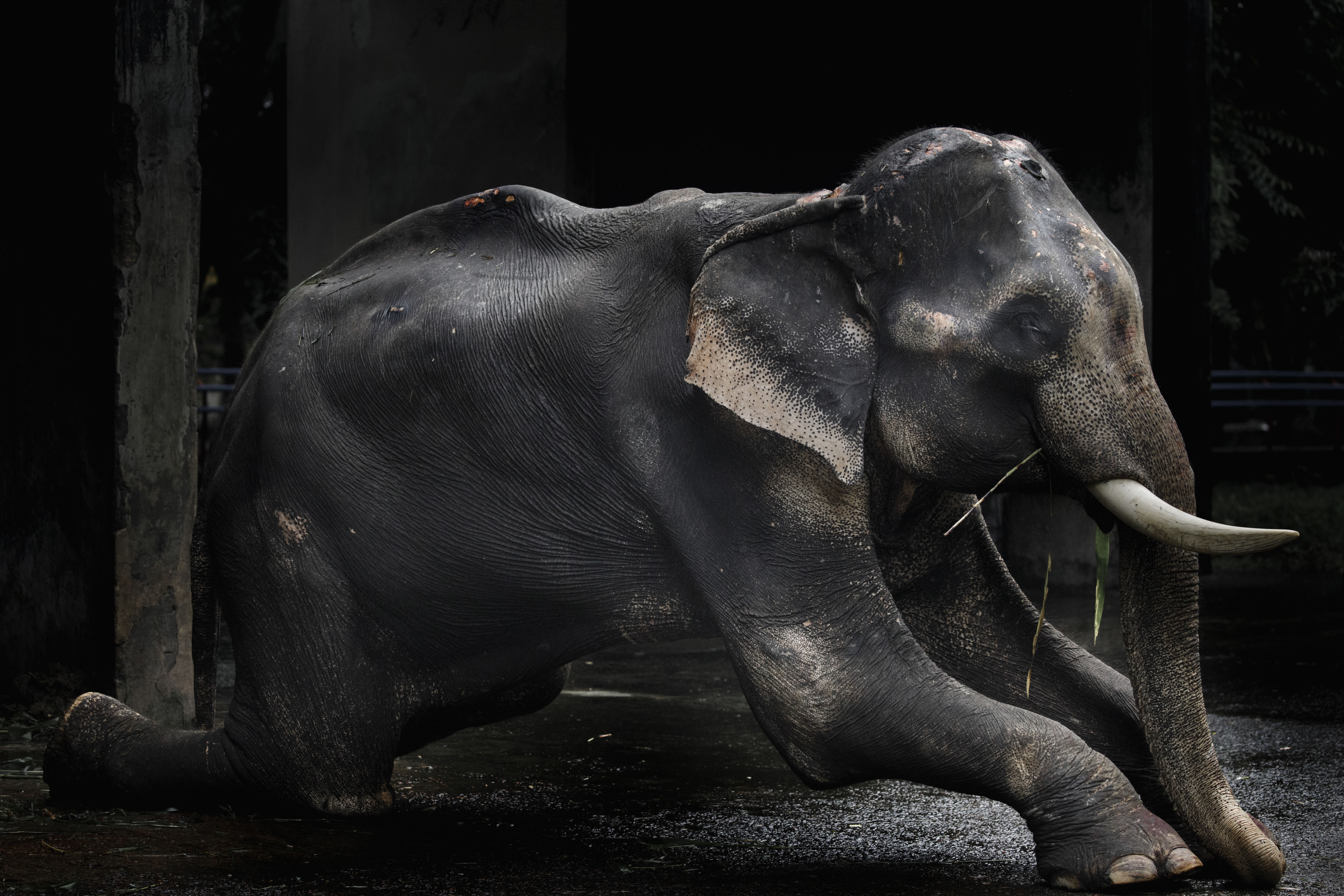 Chained majesties: The plight of captive elephants in Bangladesh