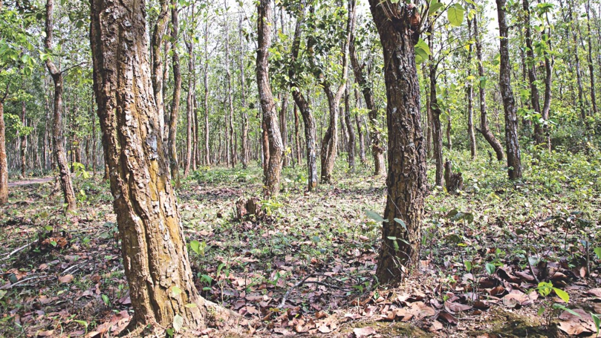 2020 has been a year of nature-based solutions.