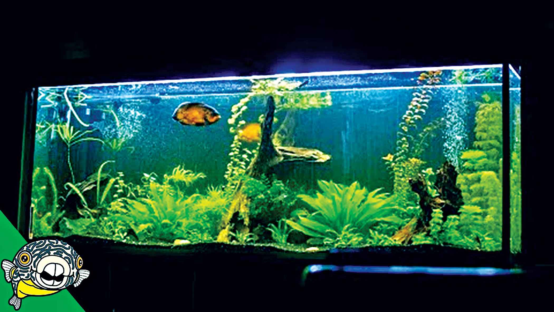 Basic aquarium decoration ideas