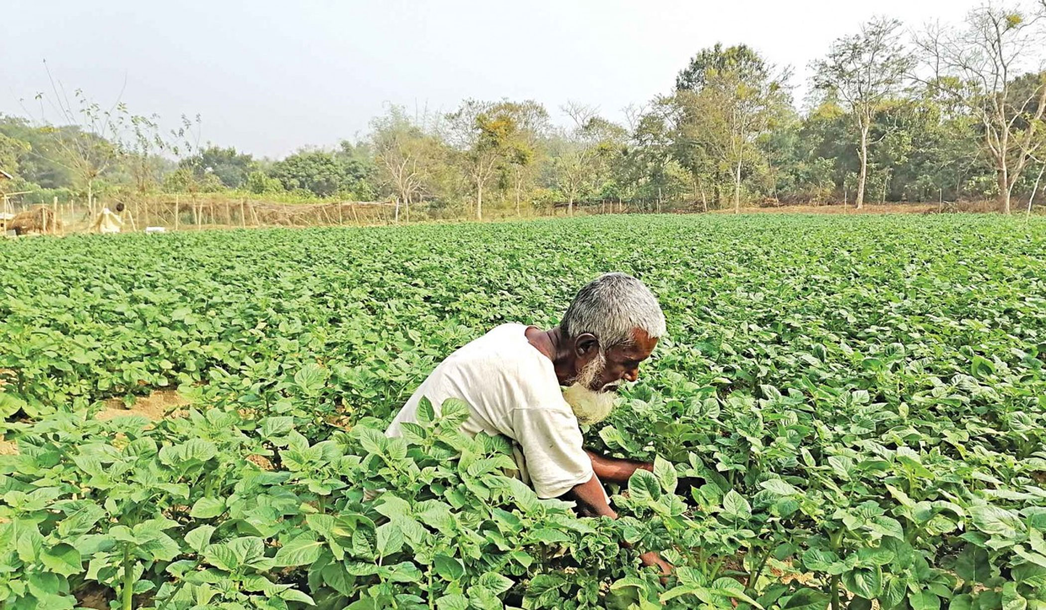 Time to find better alternatives to tobacco farming