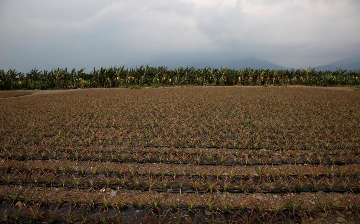 Forbidden fruit: Taiwan urges people to eat more pineapples after China ban