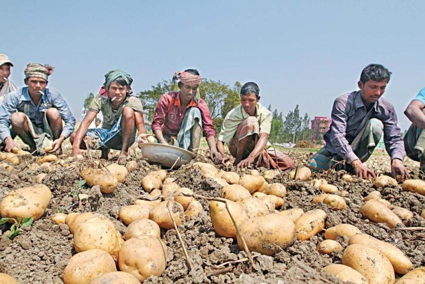 Retail price of potato set at Tk 35 per kg