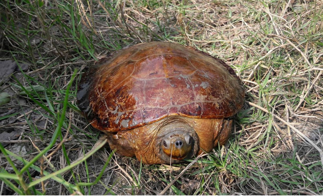 For third time, Batagur baska babies hatch at Karamjal