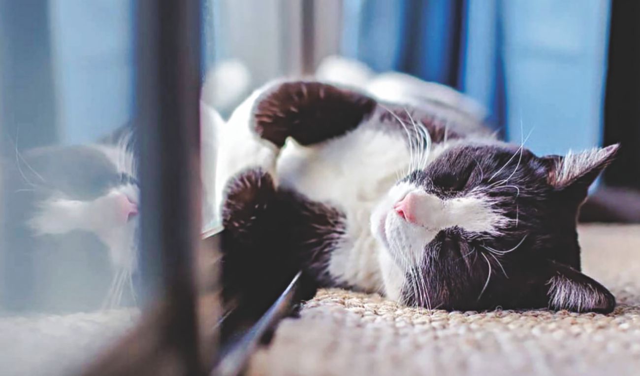 Ensuring a pet friendly winter