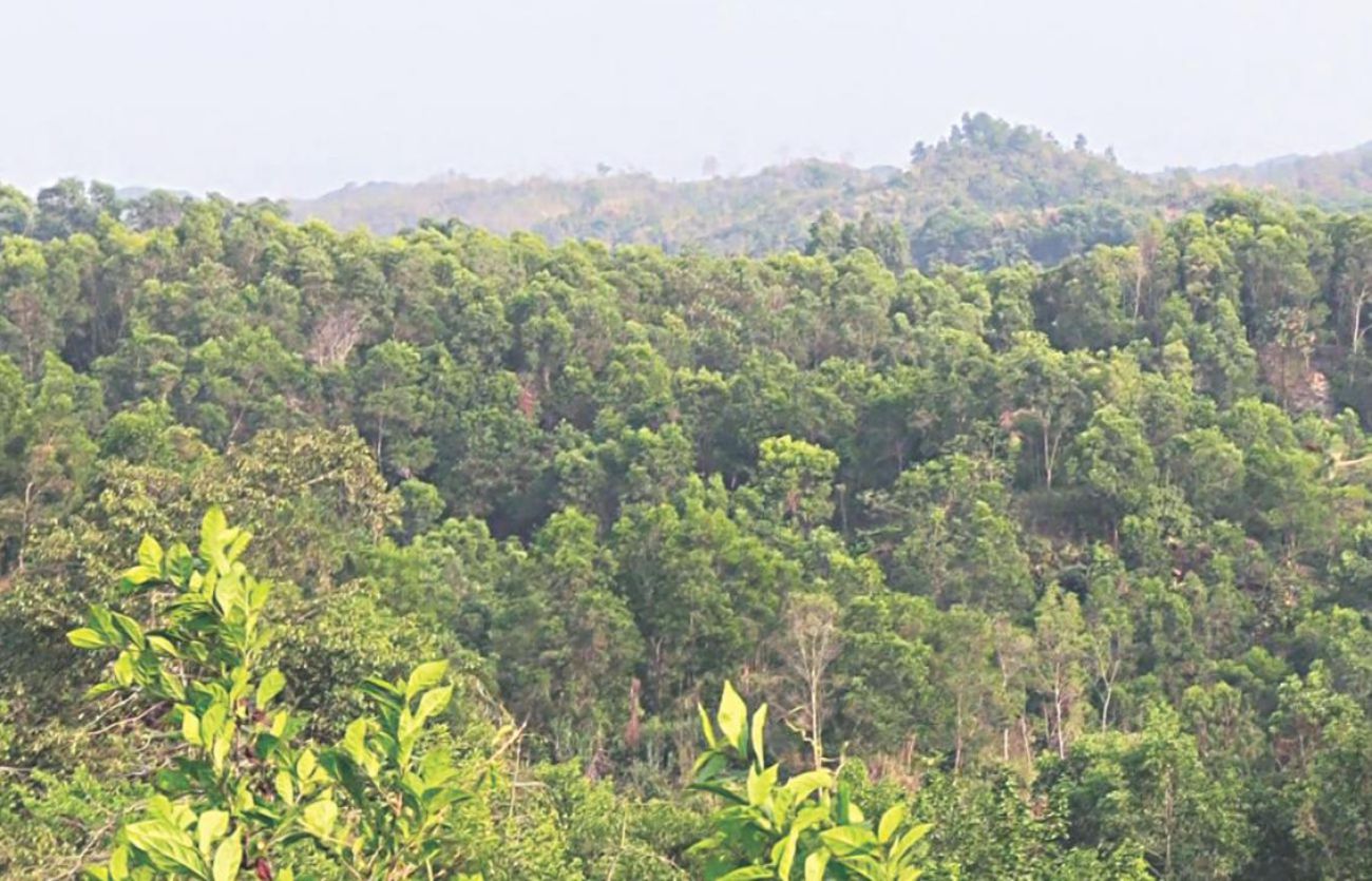 We live, if our forests live