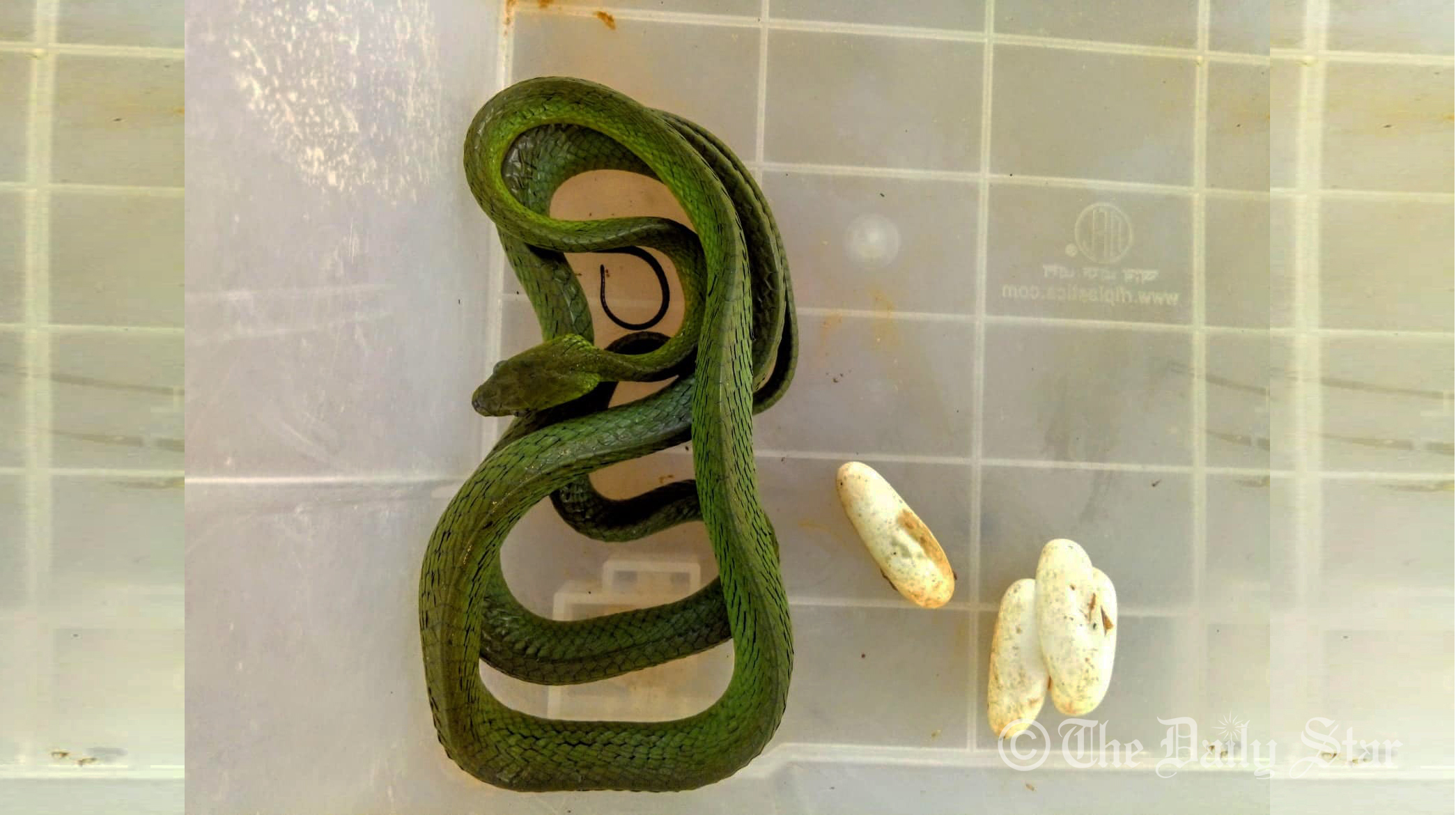 Green cat snake lays eggs