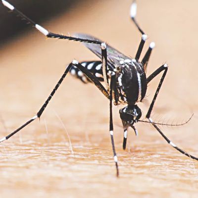 Mosquitoes on the Loose!