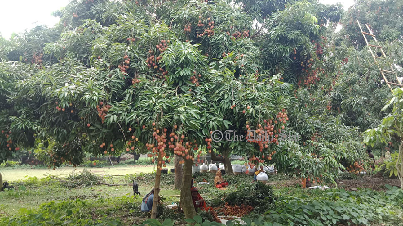 Naogaon new hub for mango, Pabna for litchi