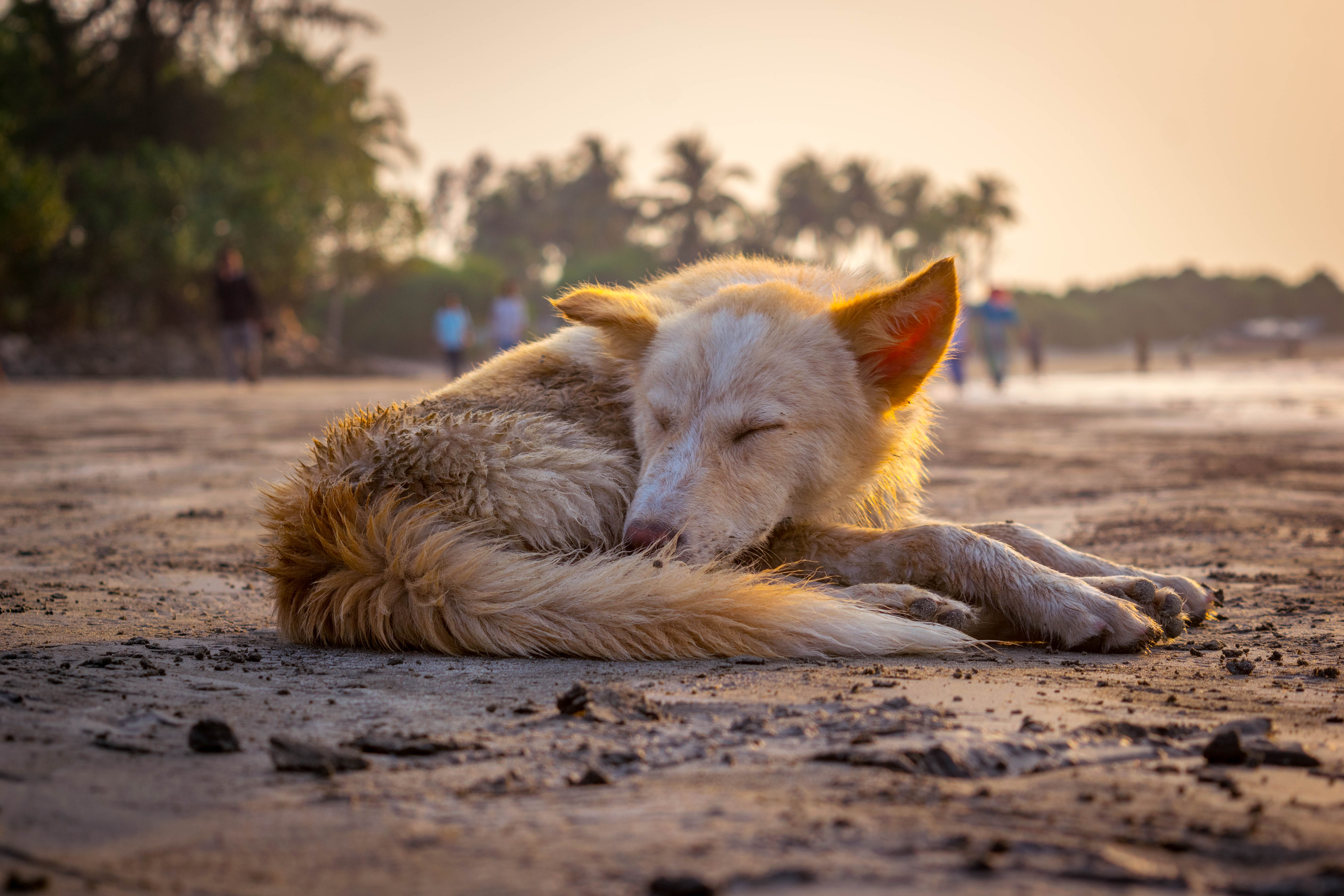 Why relocation of stray dogs is not the right way to go about it