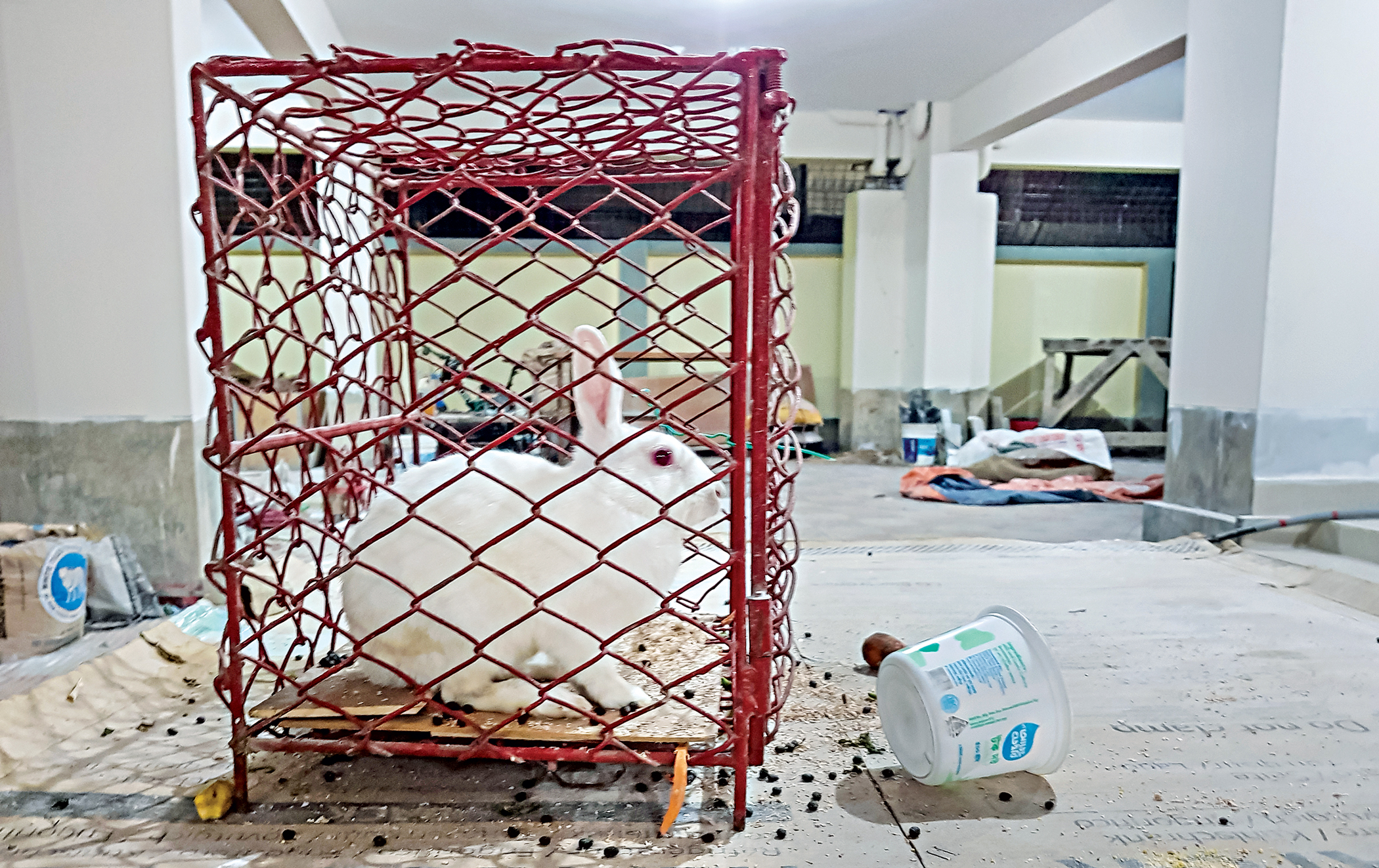 Pets Aren’t Social Media Accessories