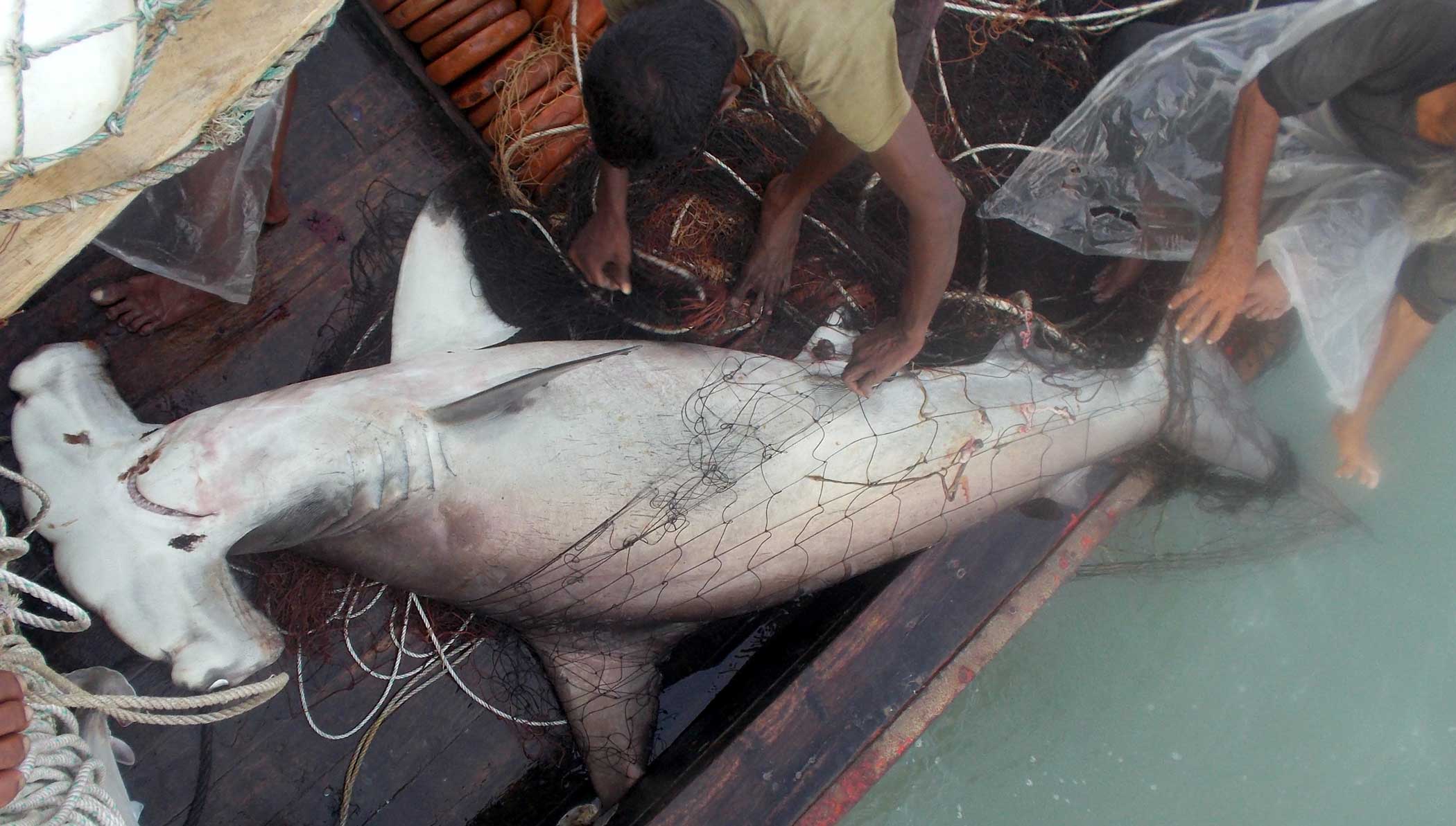 A ray of hope for people and marine wildlife