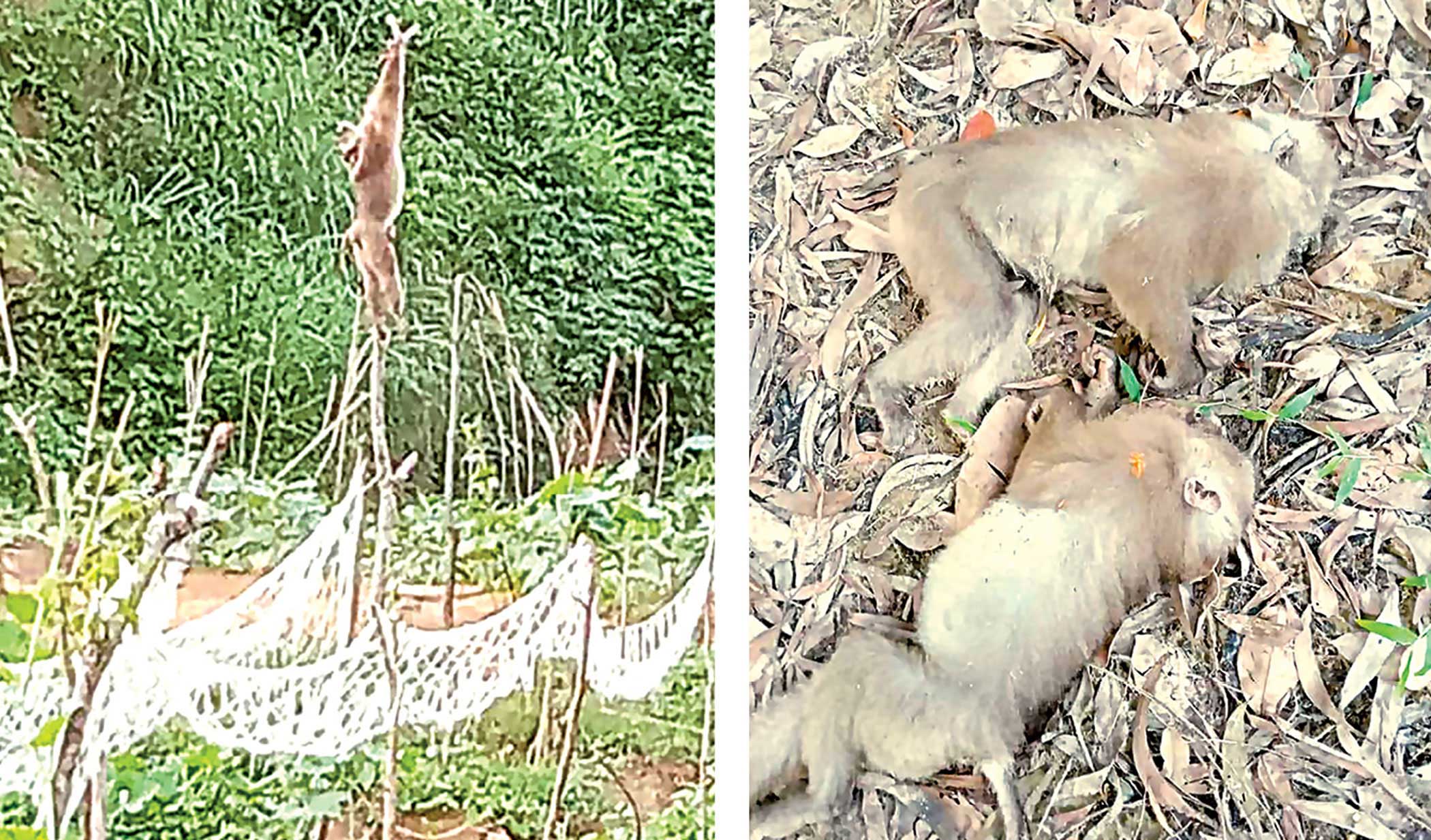 Wildlife culling must stop