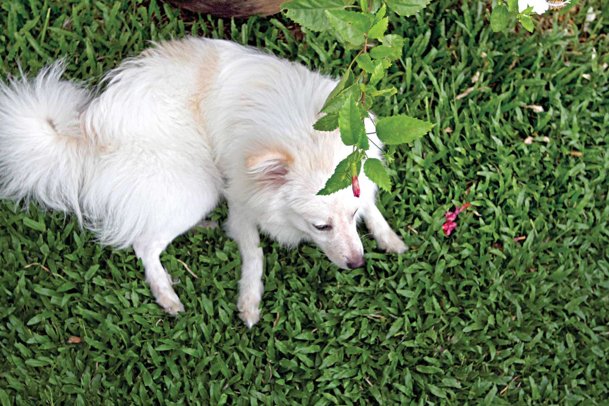 The ultimate guide to pet grooming in Dhaka