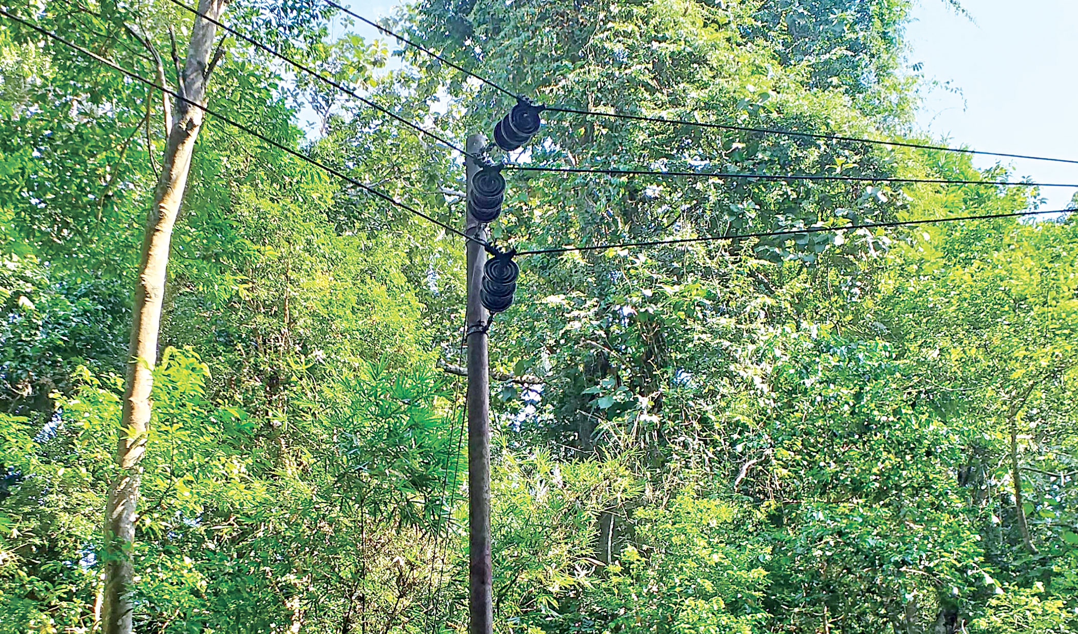 Protect wildlife in Lawachhara