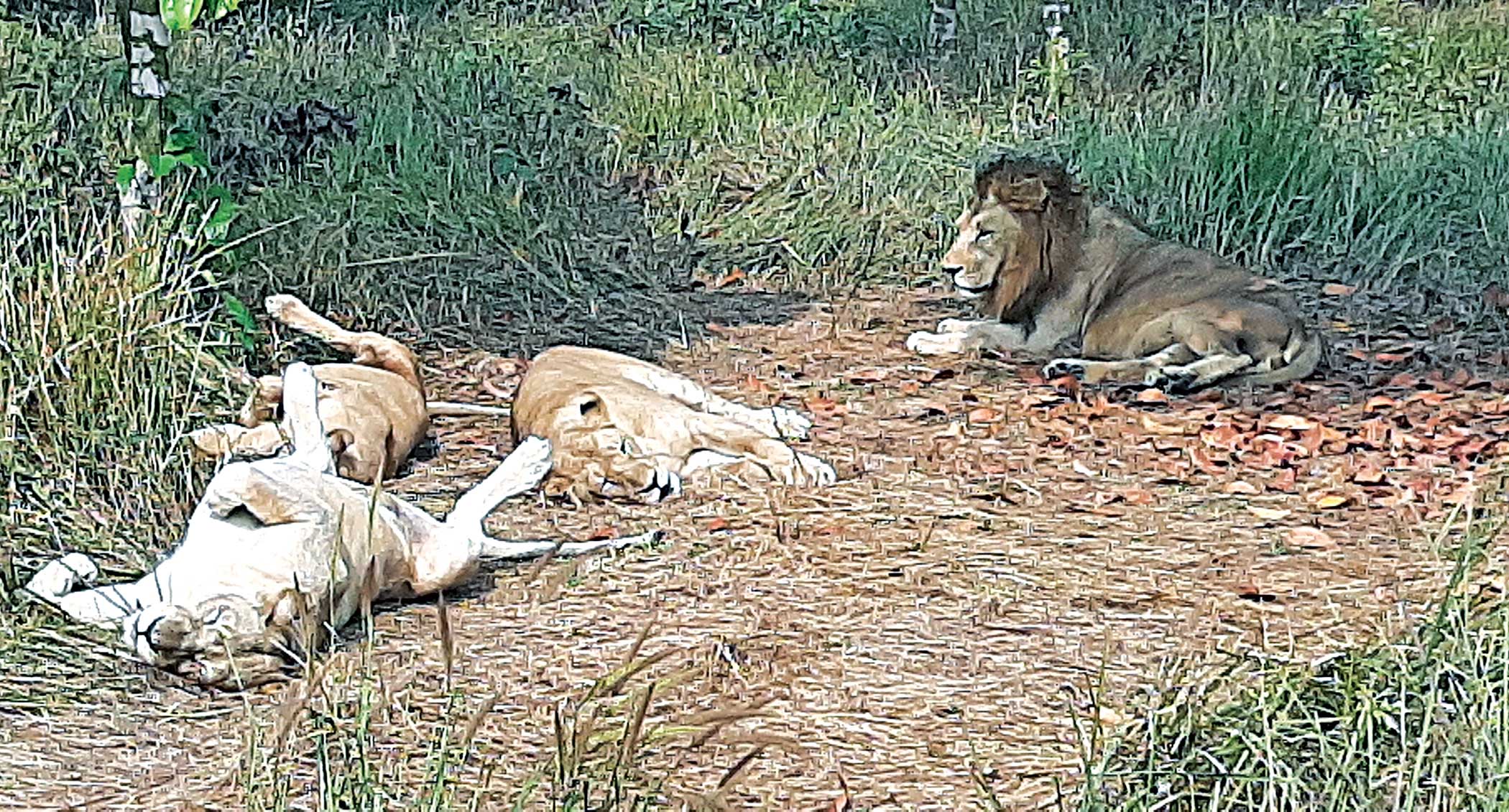 Animals in deadly captivity?