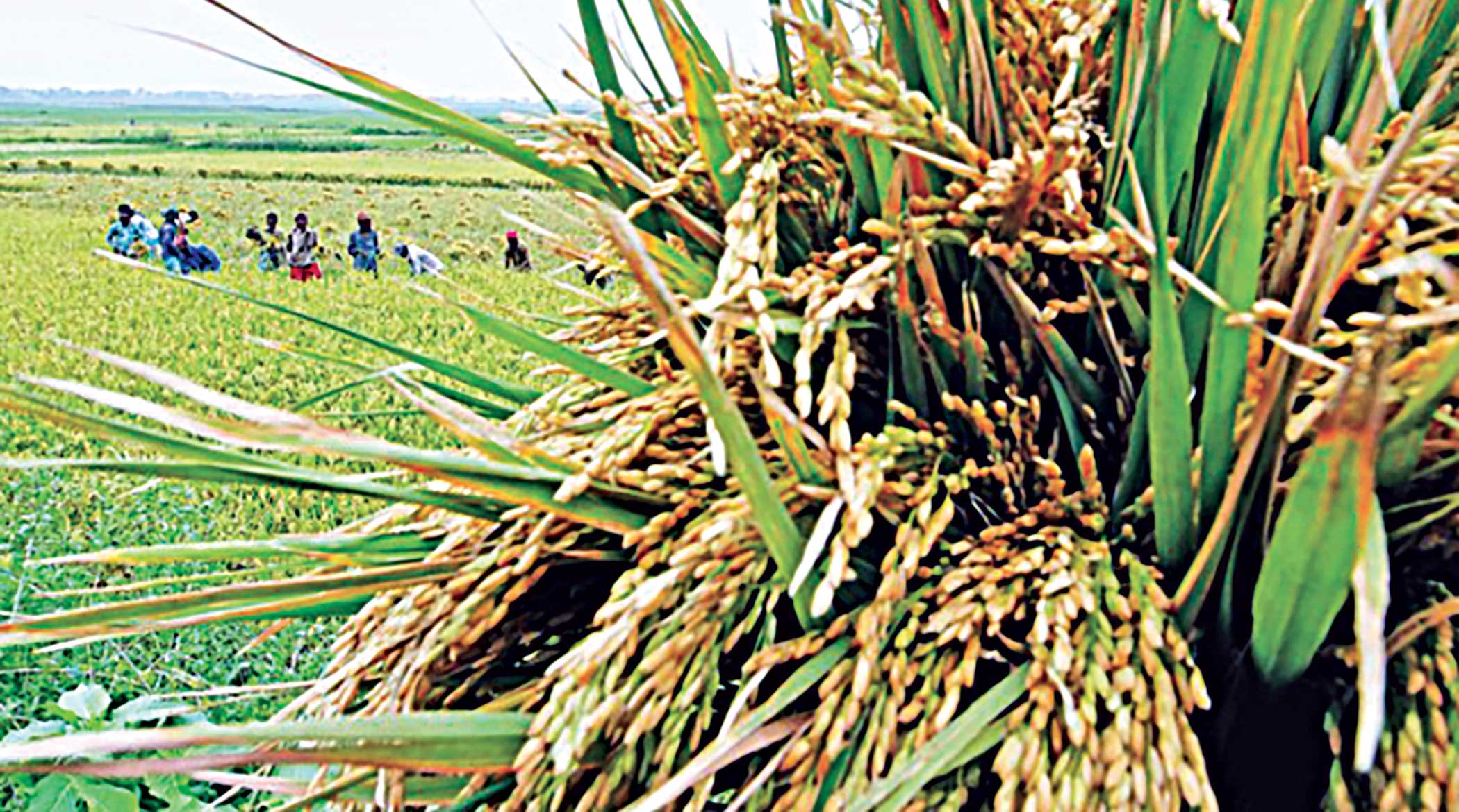 Are we ready for Agriculture 4.0?