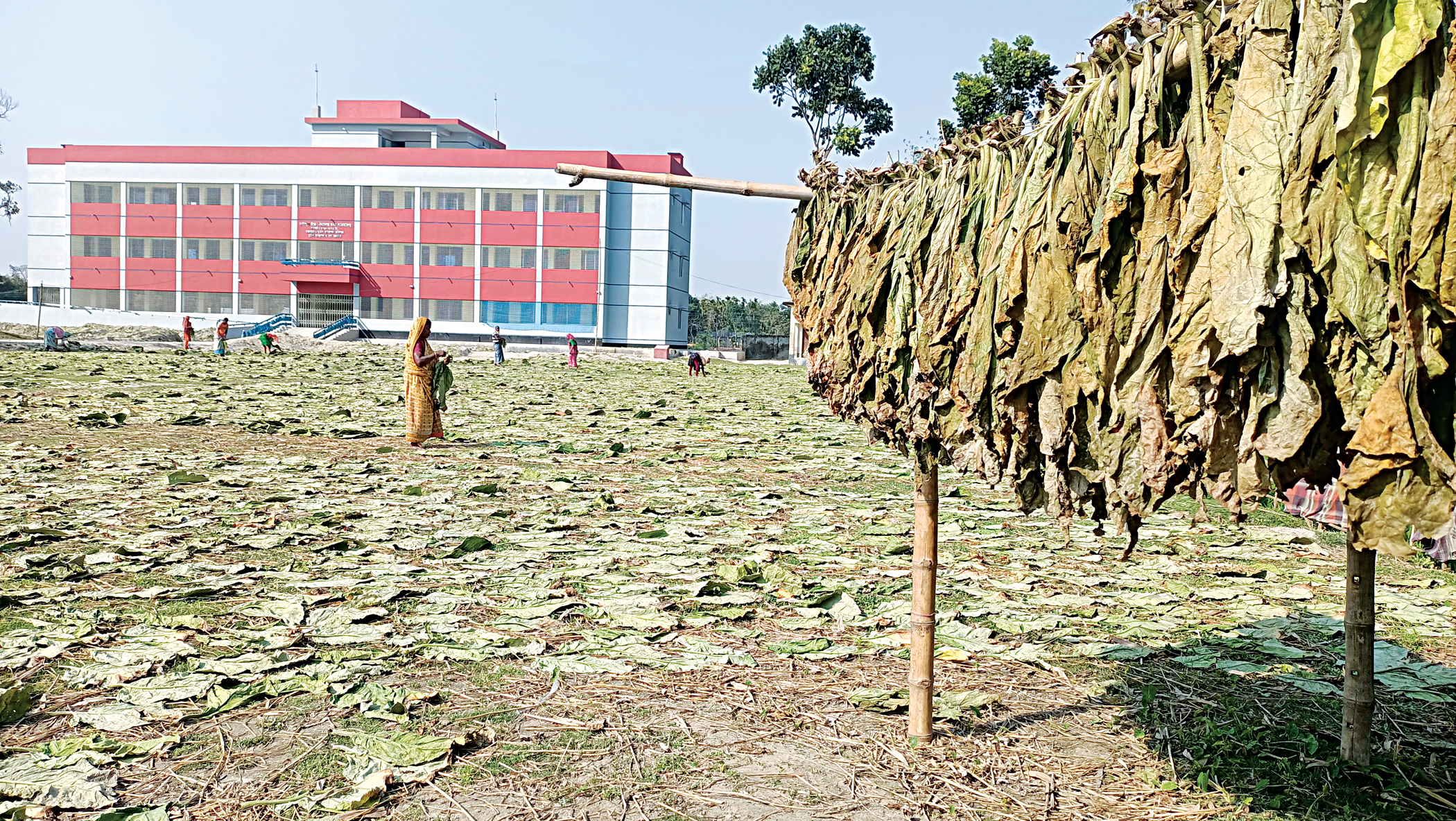 School ground turns tobacco drying field