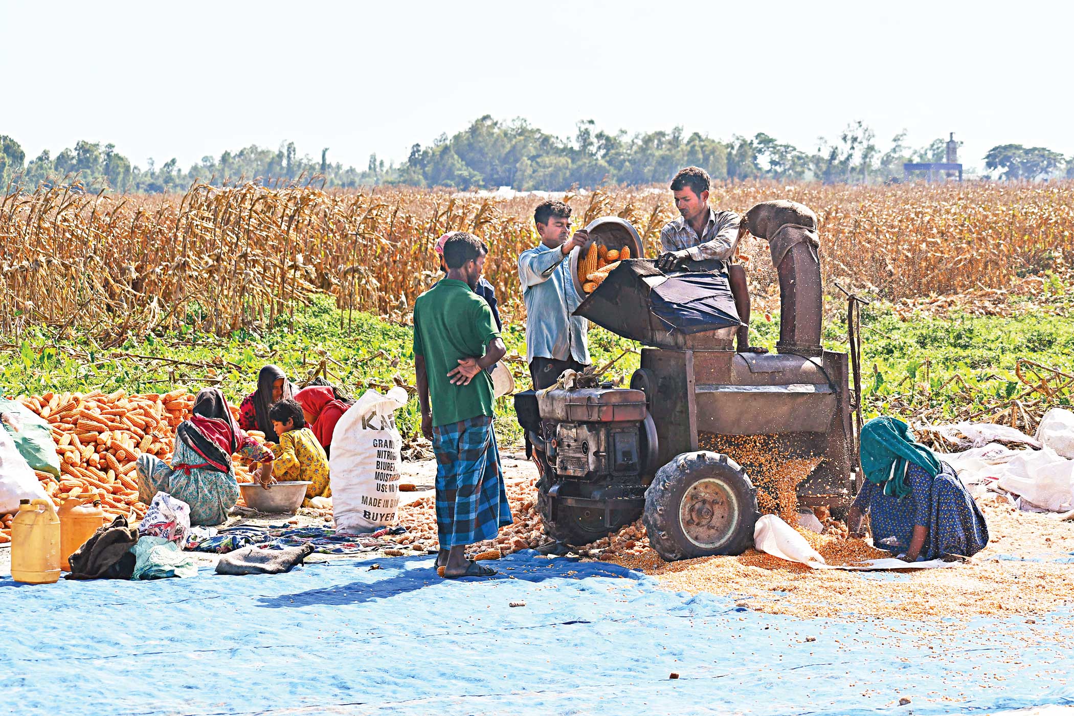 Char farmers see rising profits from maize