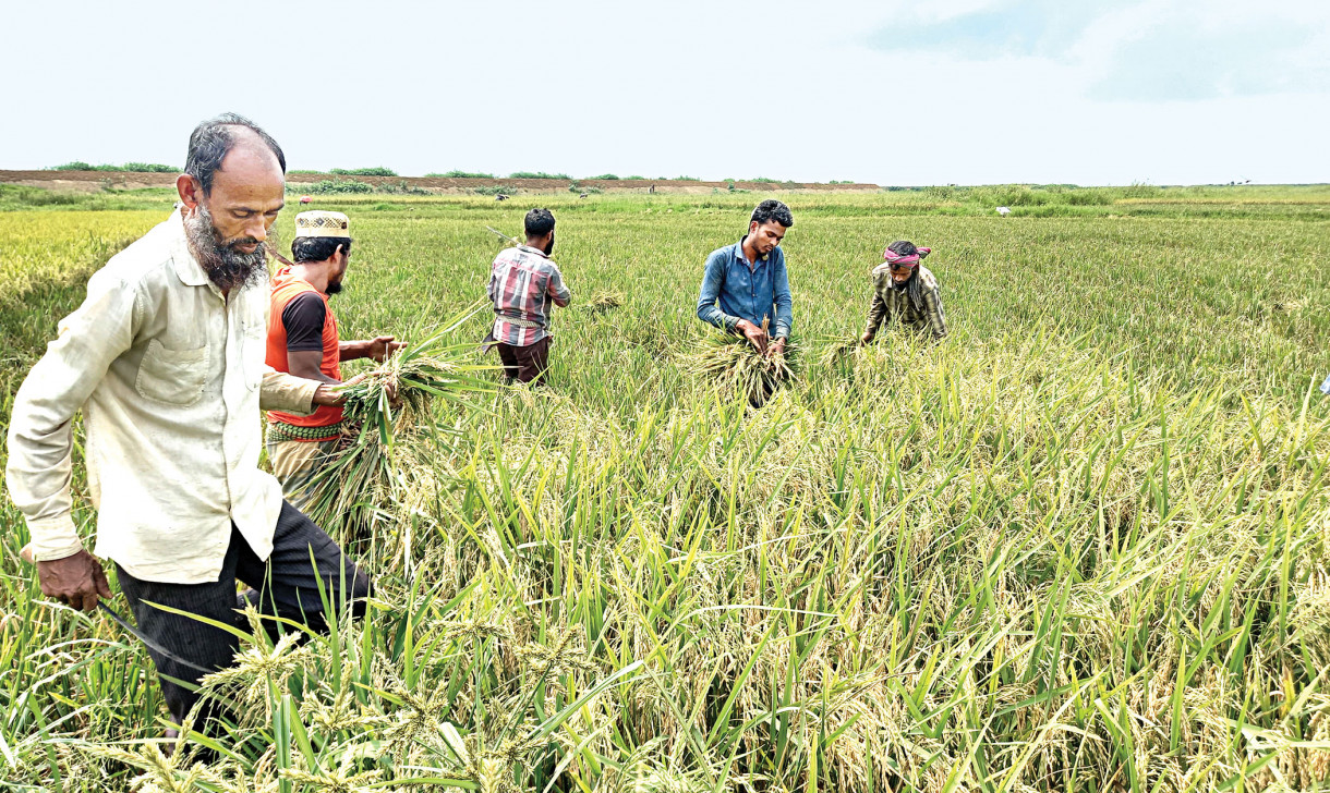 Don’t let rice hoarders get off scot-free