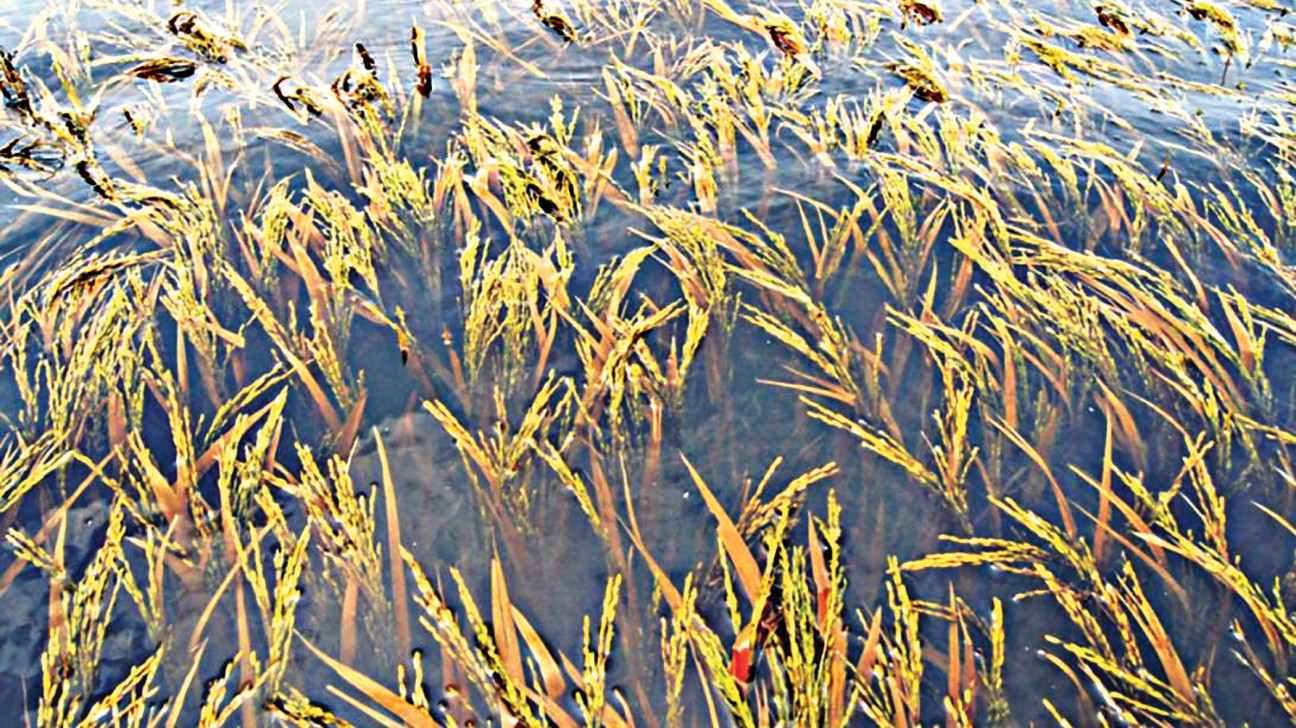 Flood damaged Aush paddy of 22,000 hectares cropland so far