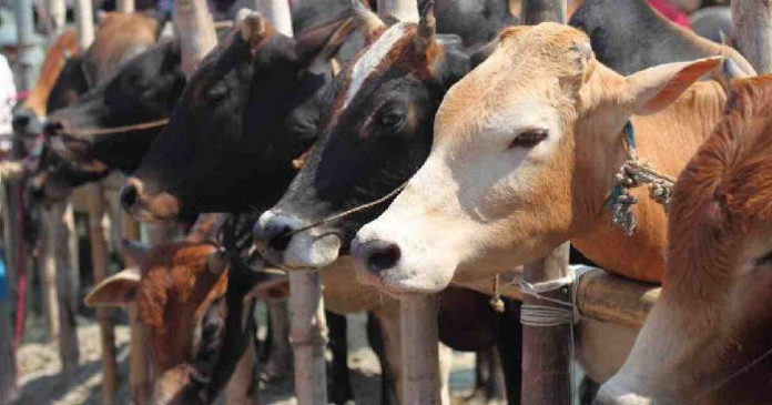 1.21 crore sacrificial animals available this year: minister
