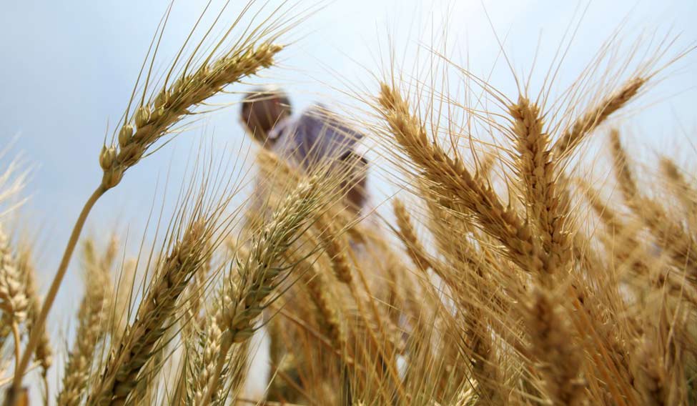 India exported 1.5 lakh tonnes of wheat to Bangladesh since restrictions imposed