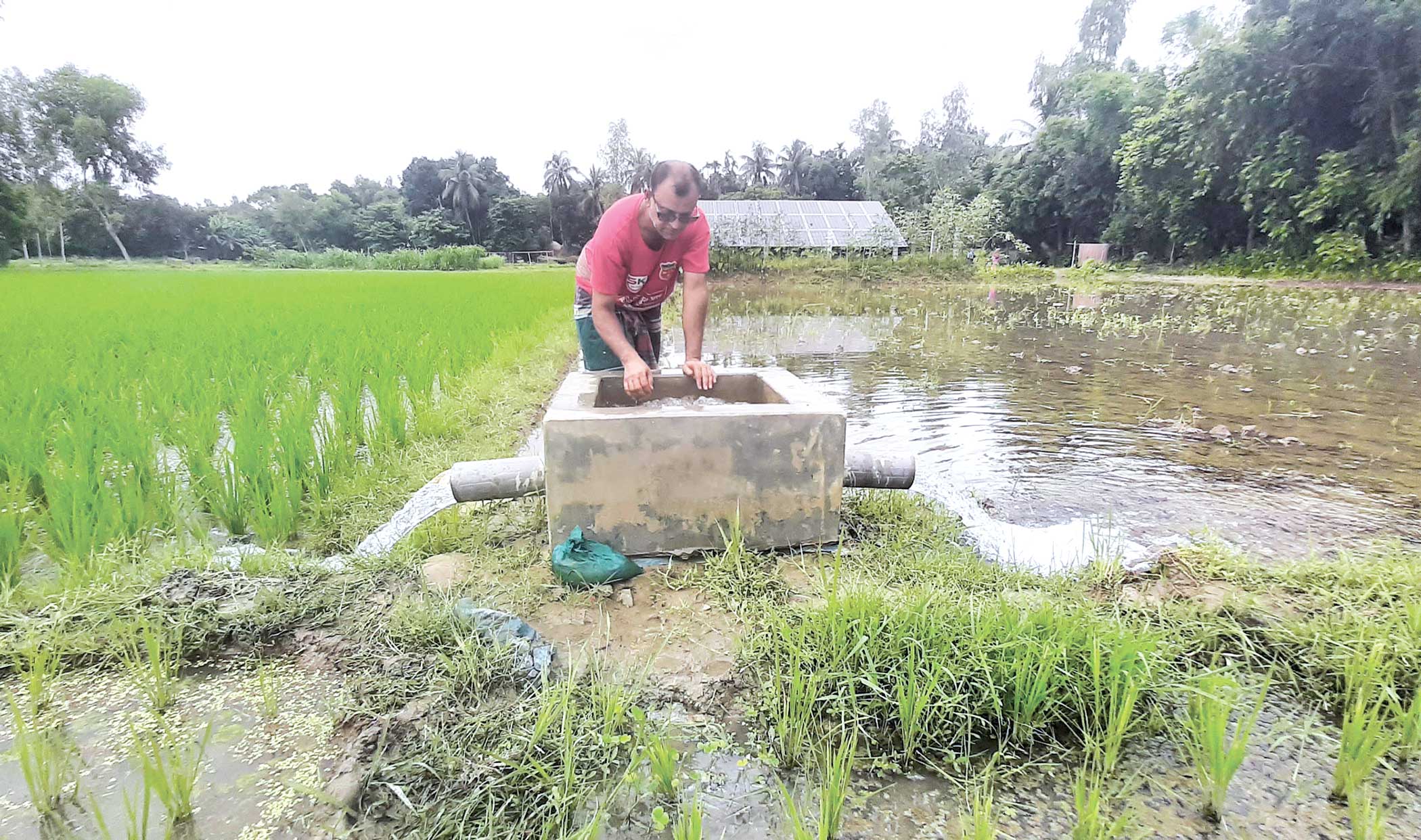 Solar irrigation pumps prove a boon for farmers