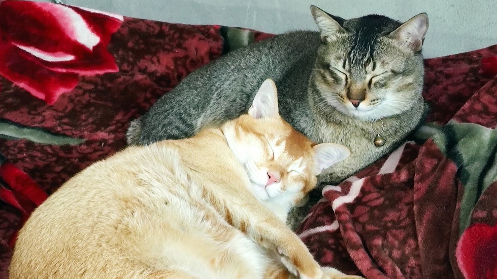 Essential pet care during winter