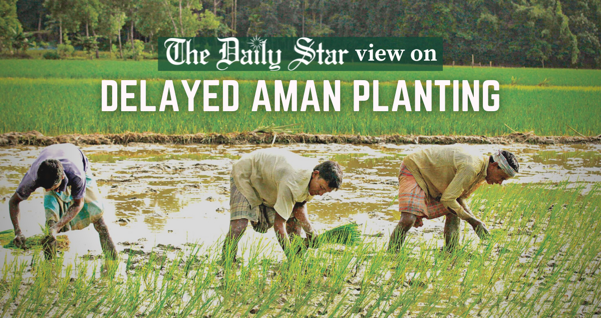 Govt support needed for Aman production