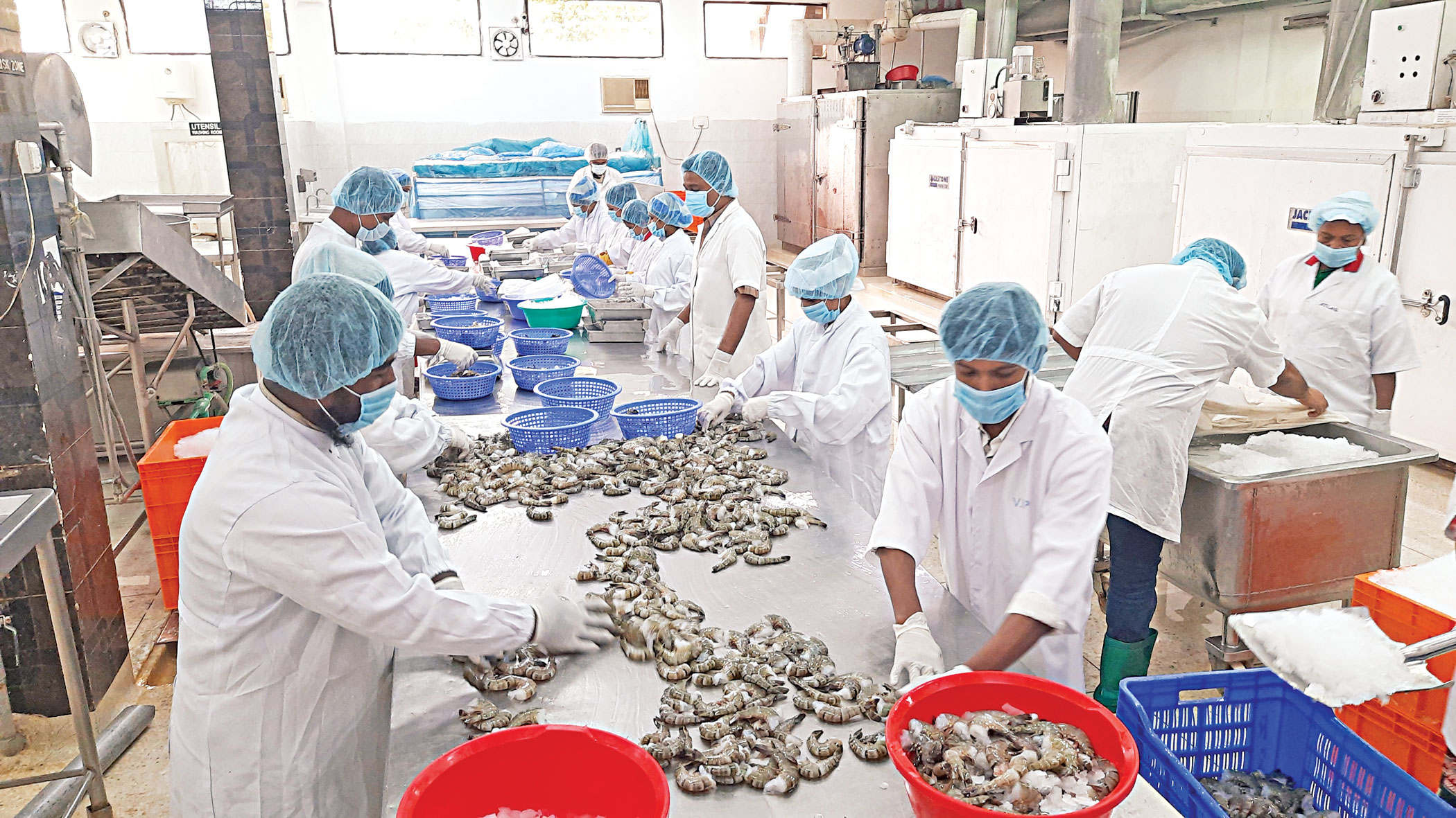 Shrimp exports shrivel in Q1