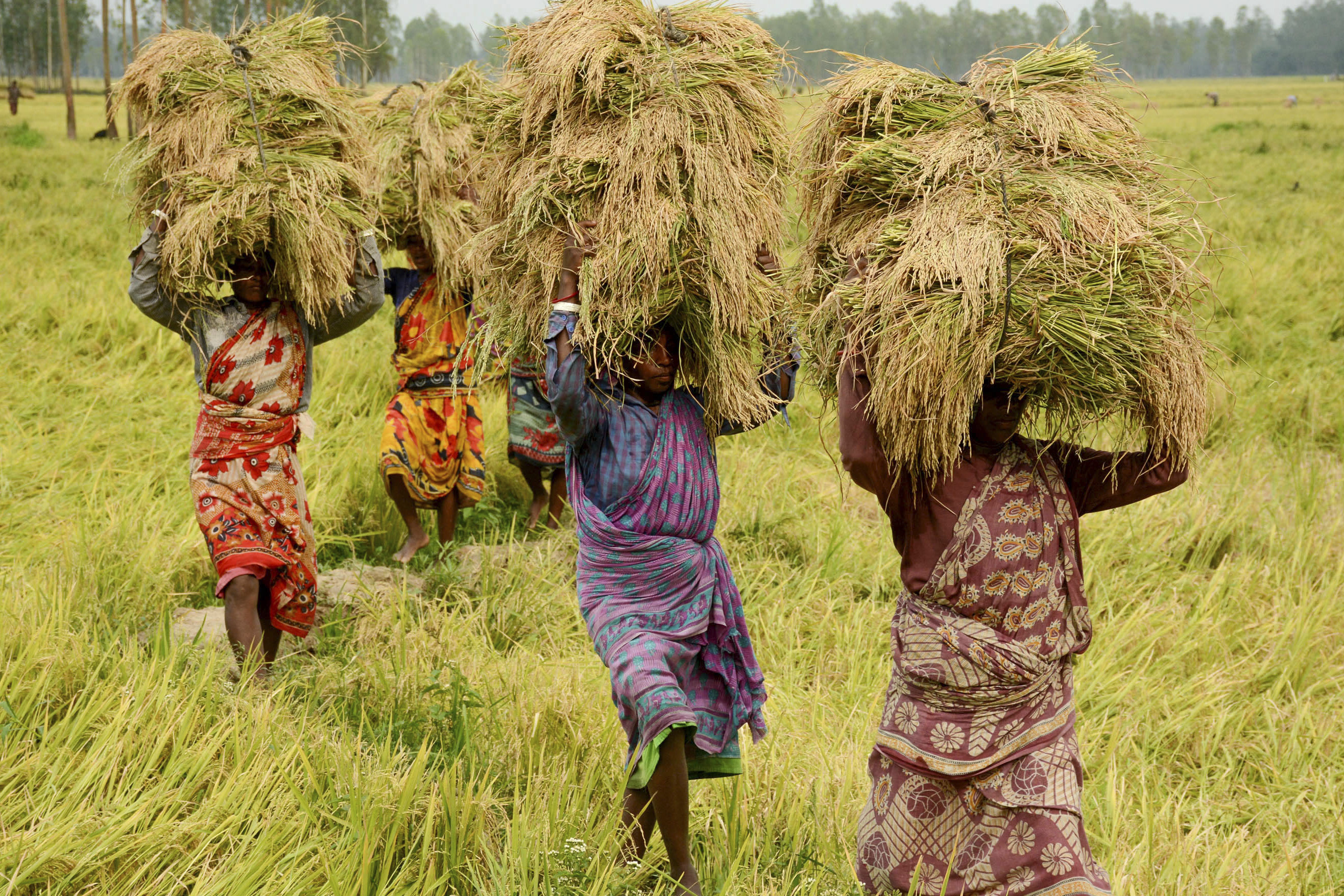 ‘To avoid rice shortage, markets must function well’