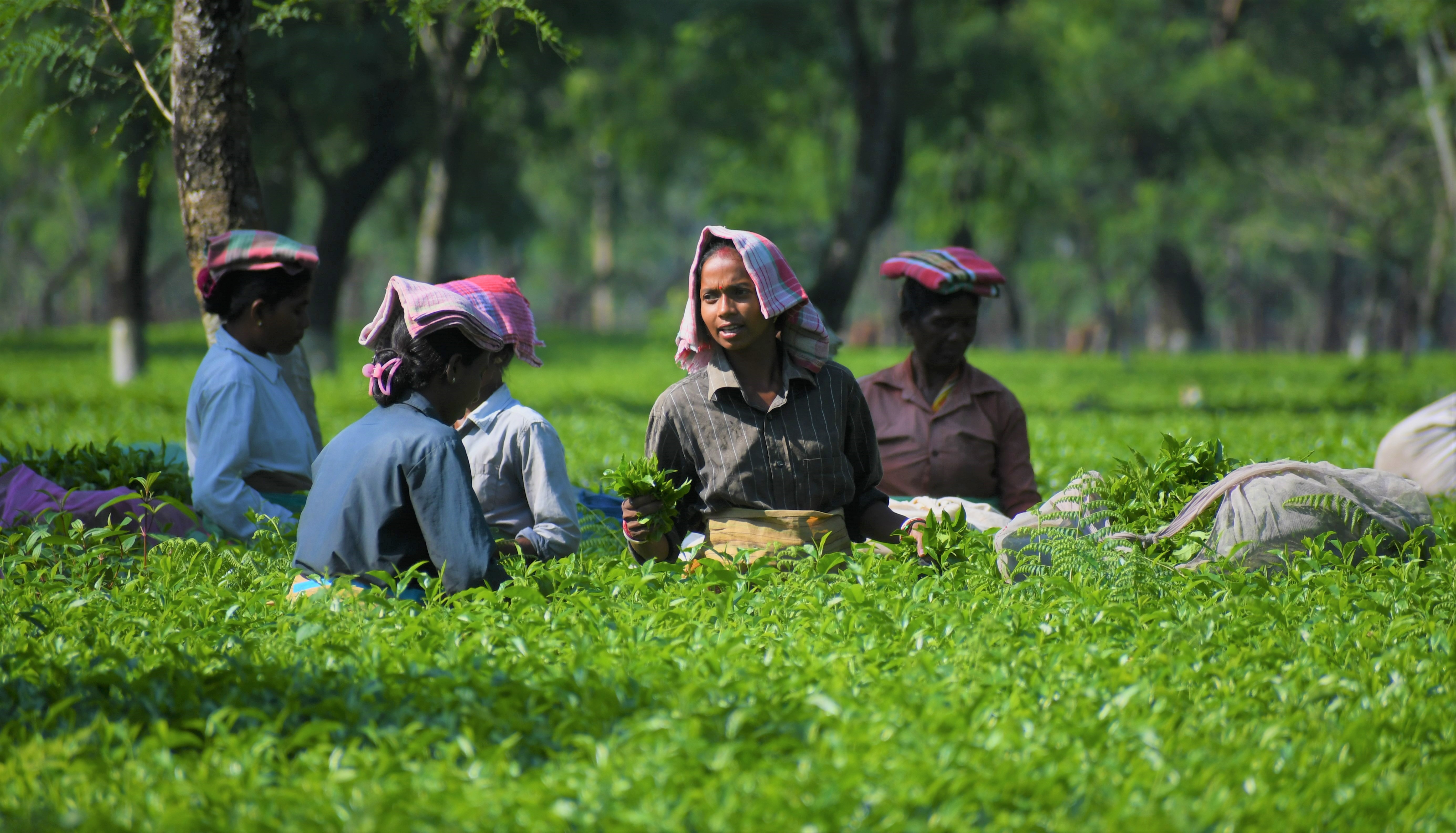 No justice in paying tea workers’ arrears