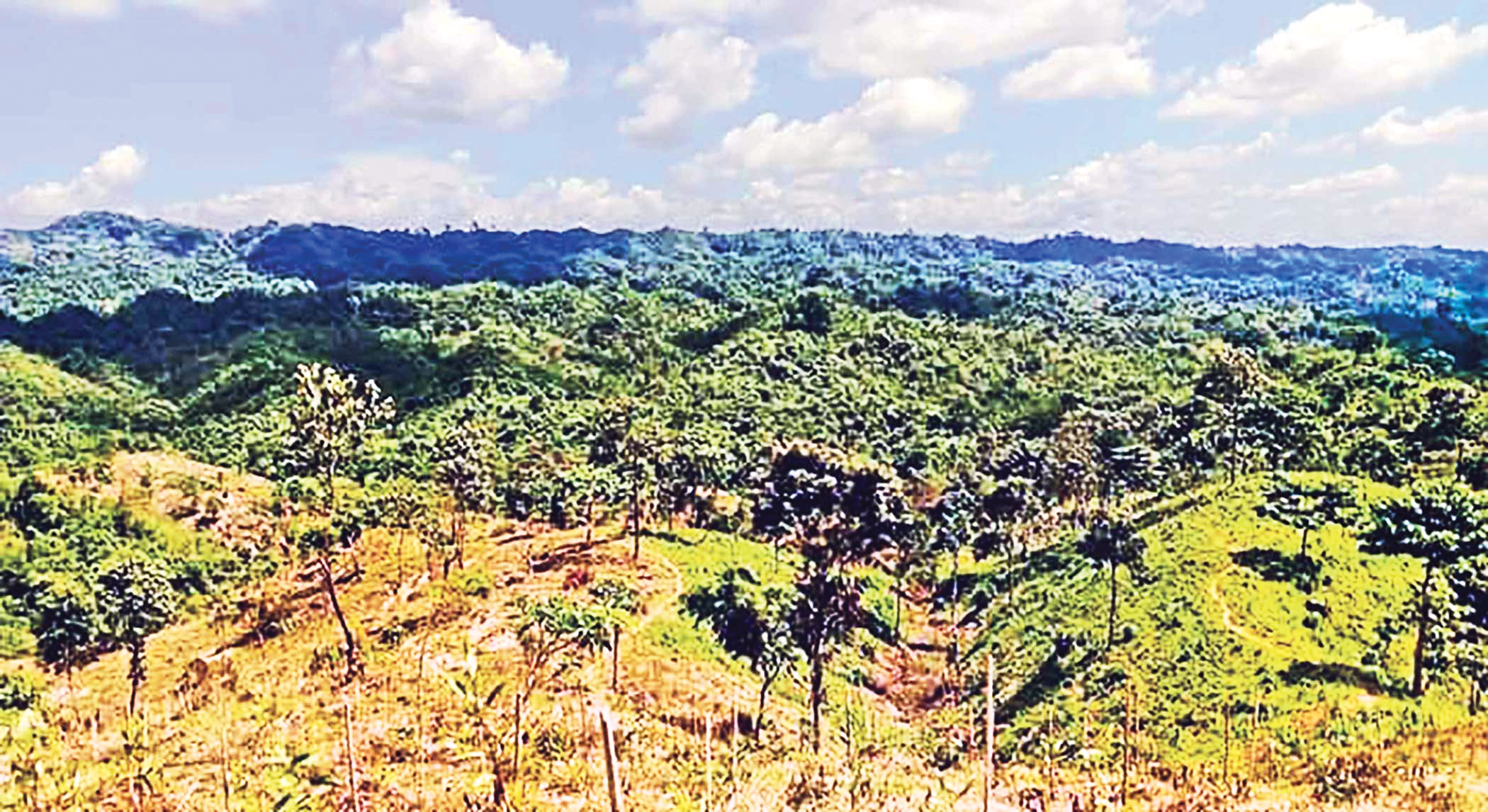 Nature-based solutions can fight two key battles together