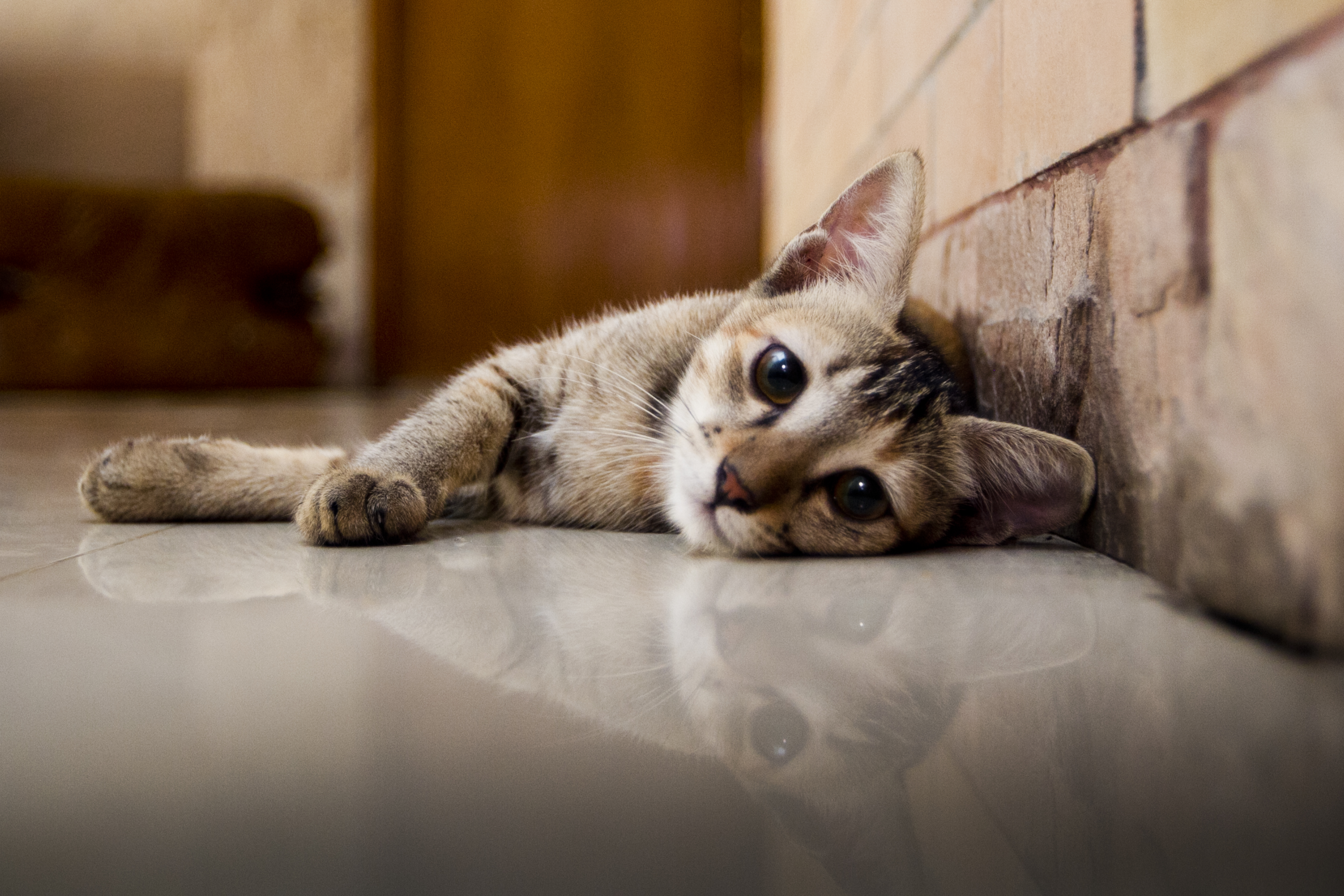 Tips to take care of your elderly pets