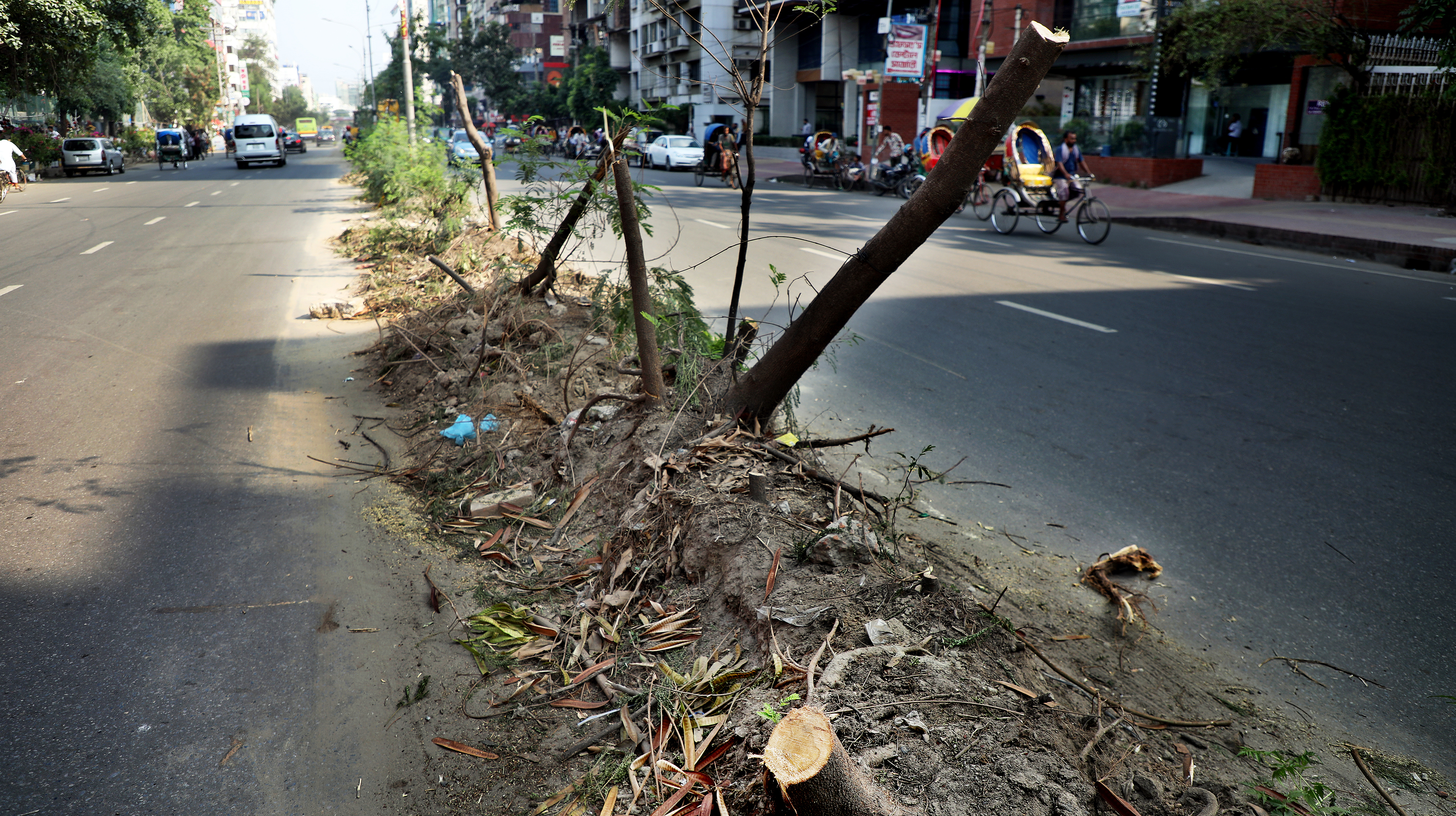 DSCC tree-cutting: A development initiative or a murder spree?