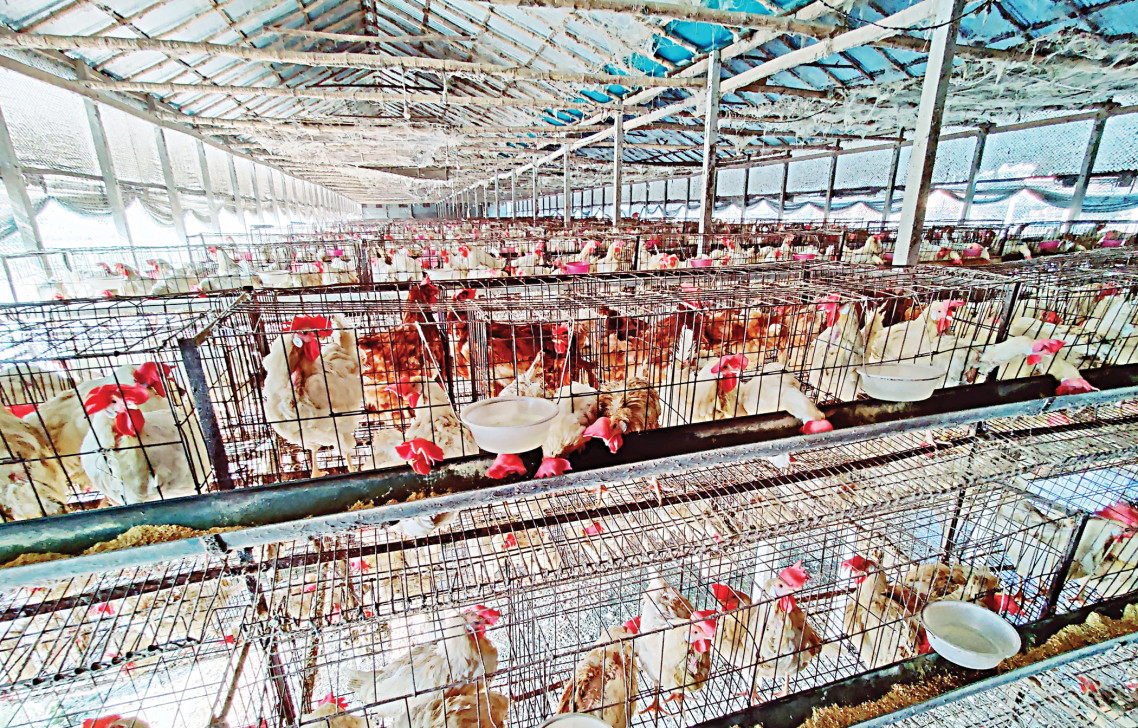 Can we look beyond the seasonal activism against animal cruelty?