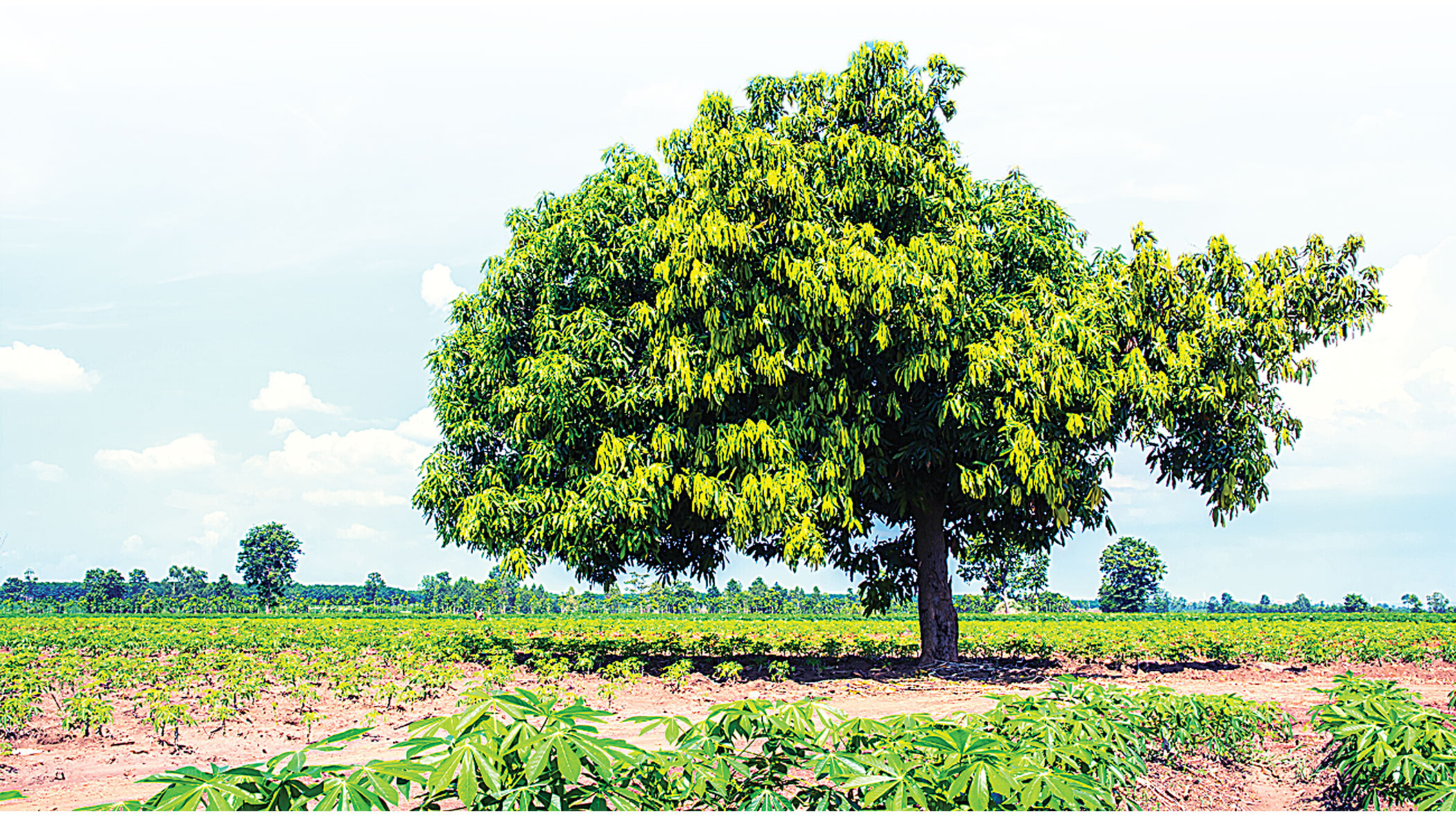 Anjuman and the stories of the mango people