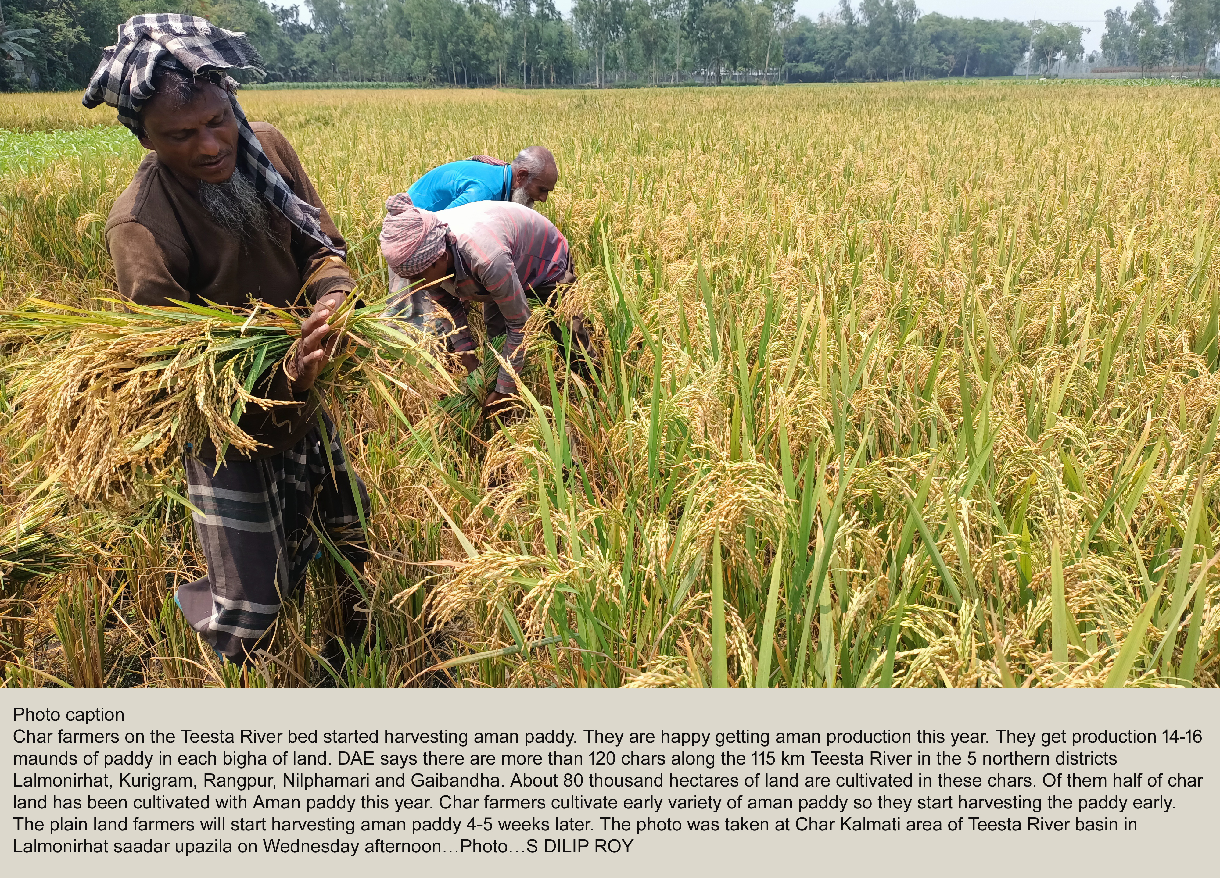 Govt urges farmers to harvest Aman before cyclone Hamoon