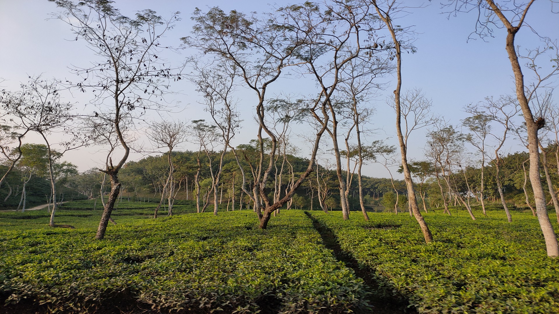 Tea growers saw bumper yields in 2023