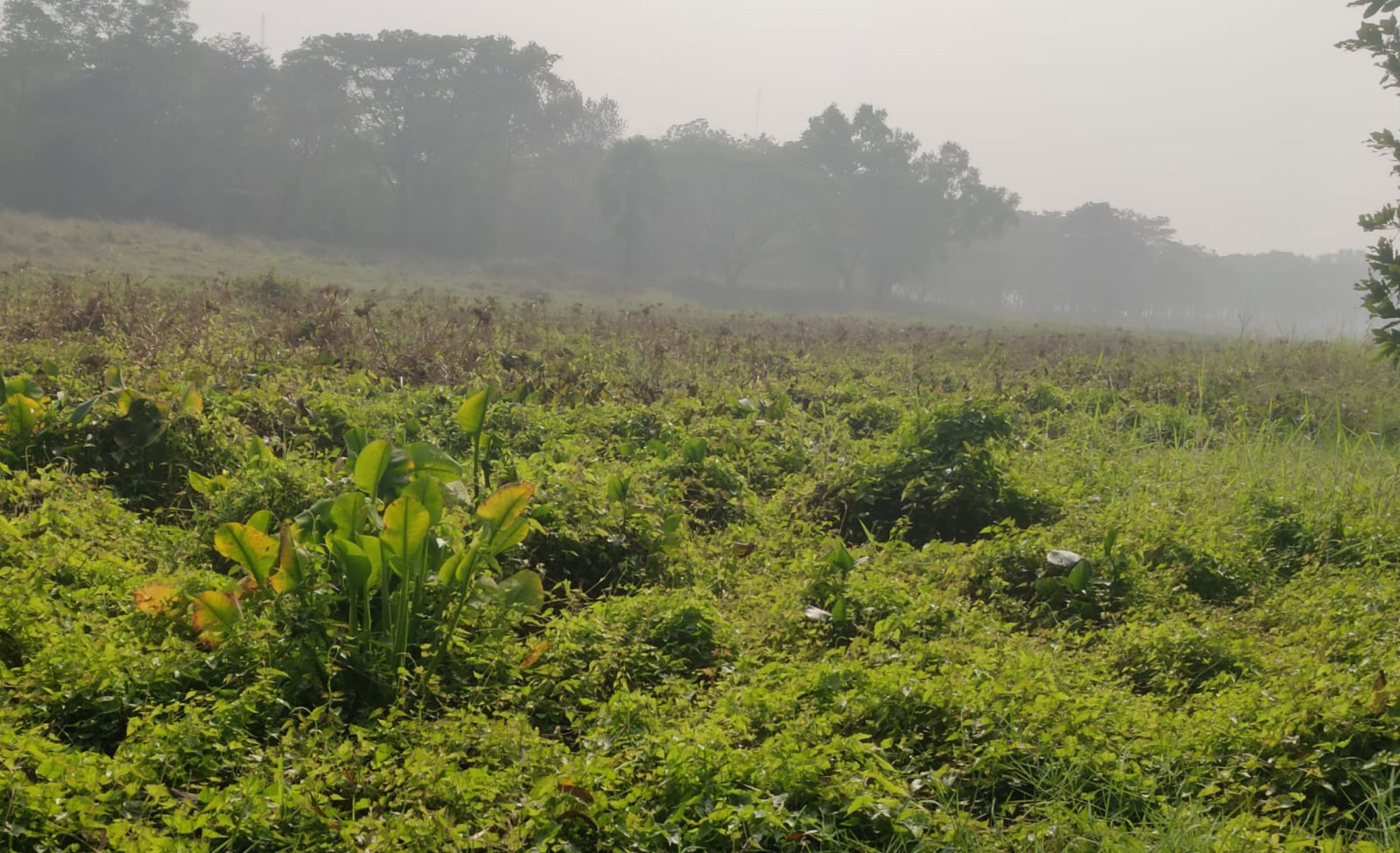 Once a haven for birds, now on deathbed